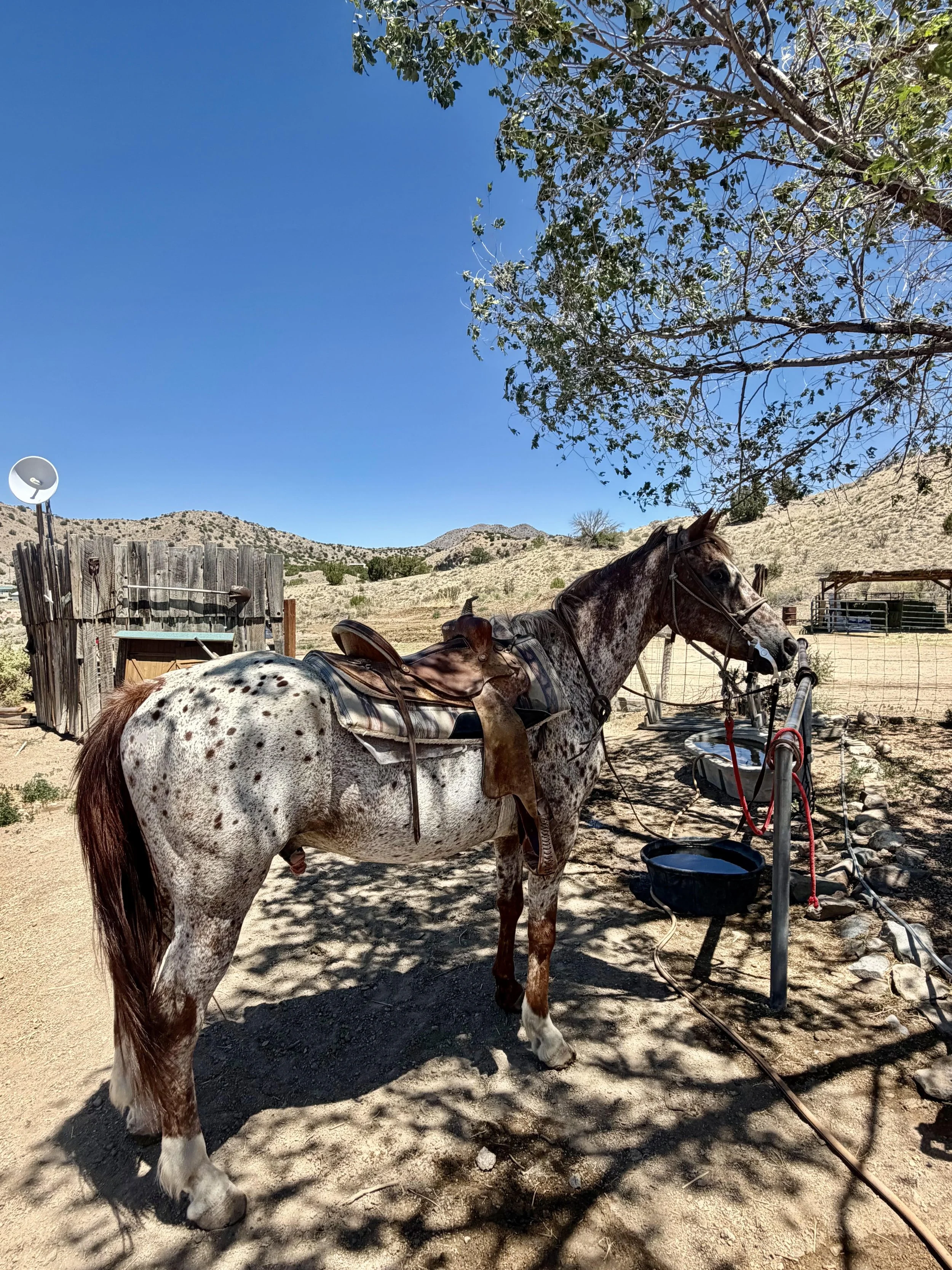 Cochise Shade.jpg
