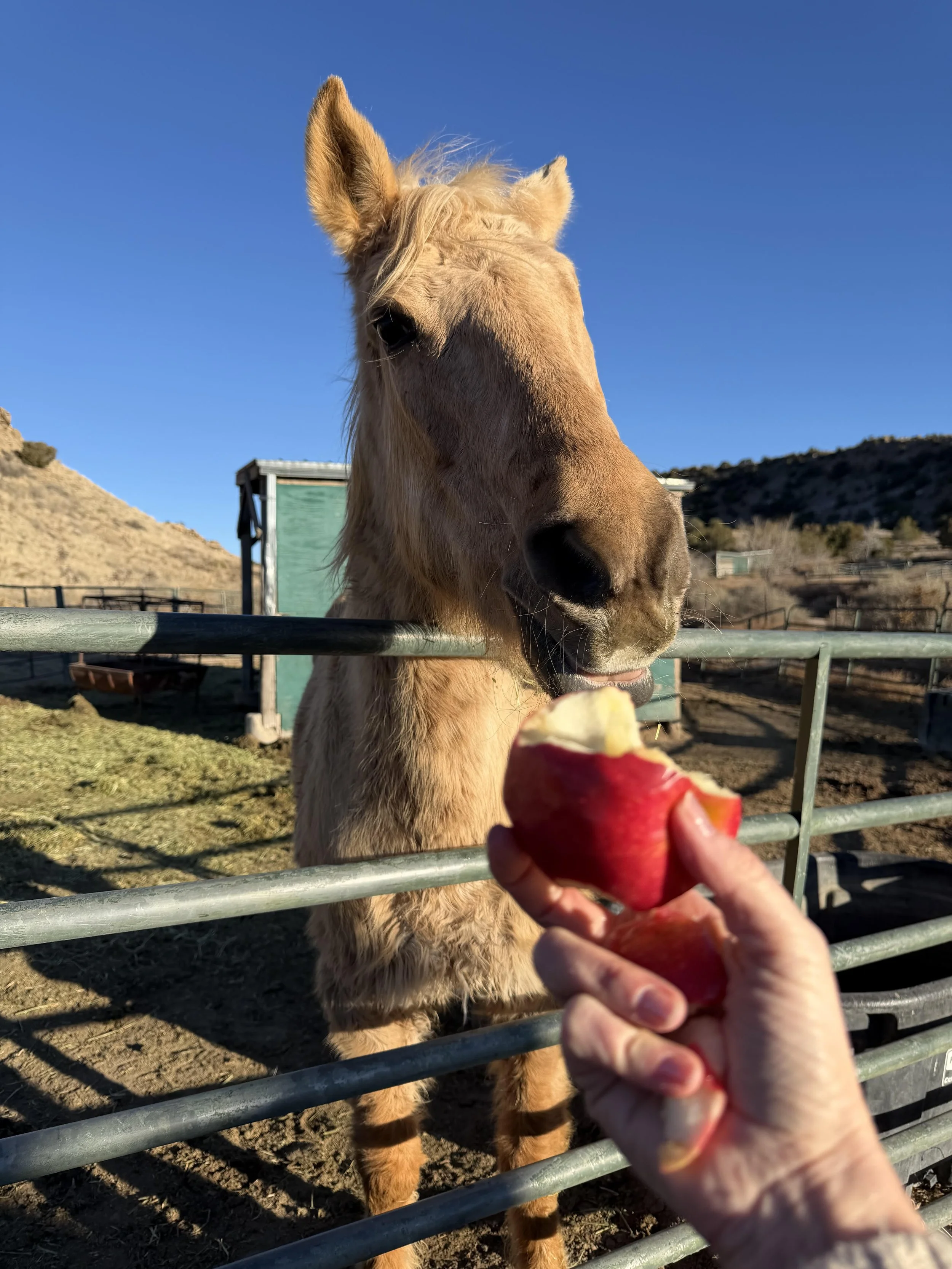 A person holding a partially eaten red apple in front of a horse that is leaning over a fence, reaching for the apple.