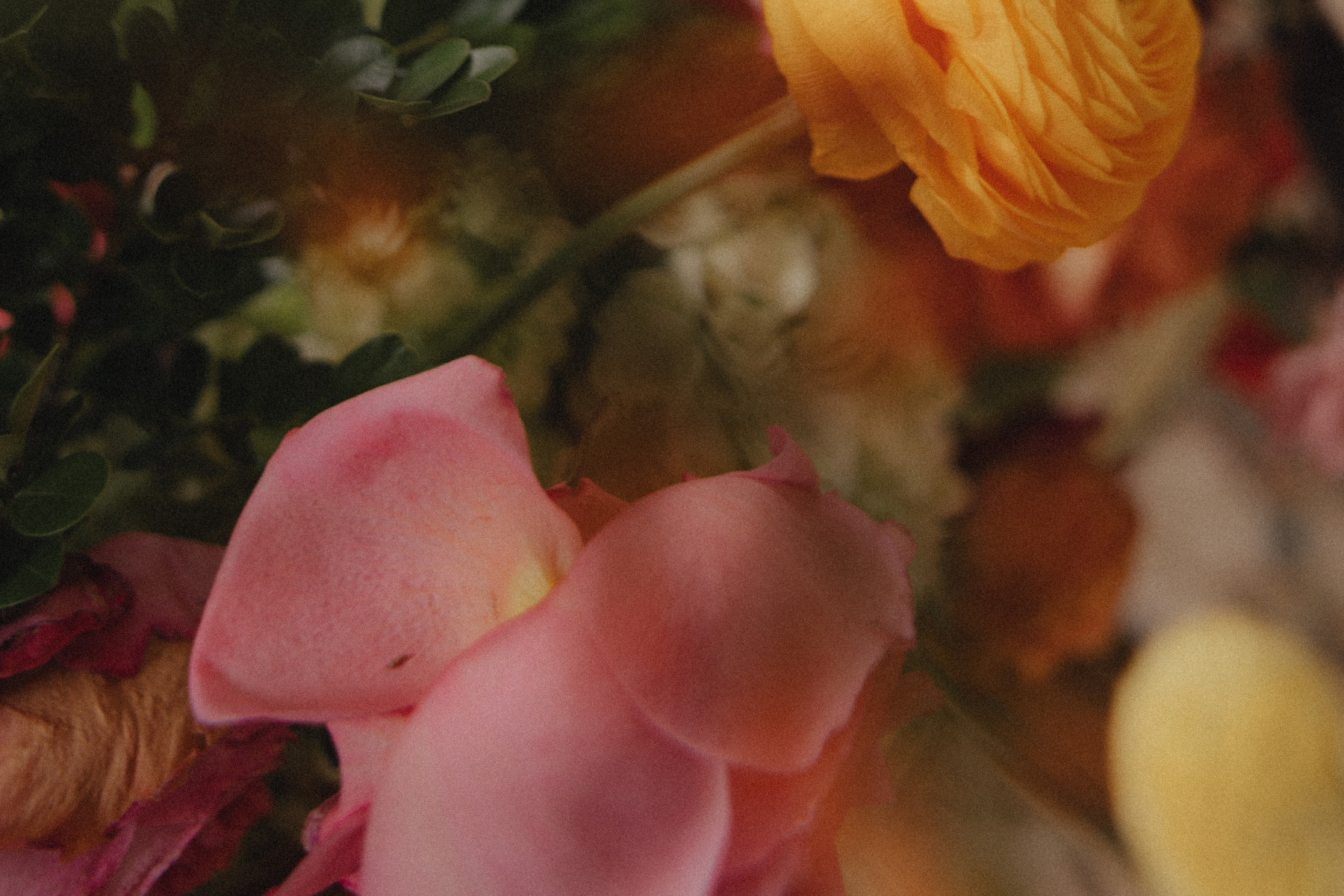 Close-up of pink and yellow rose petals among green foliage with a blurred yellow flower in the background.
