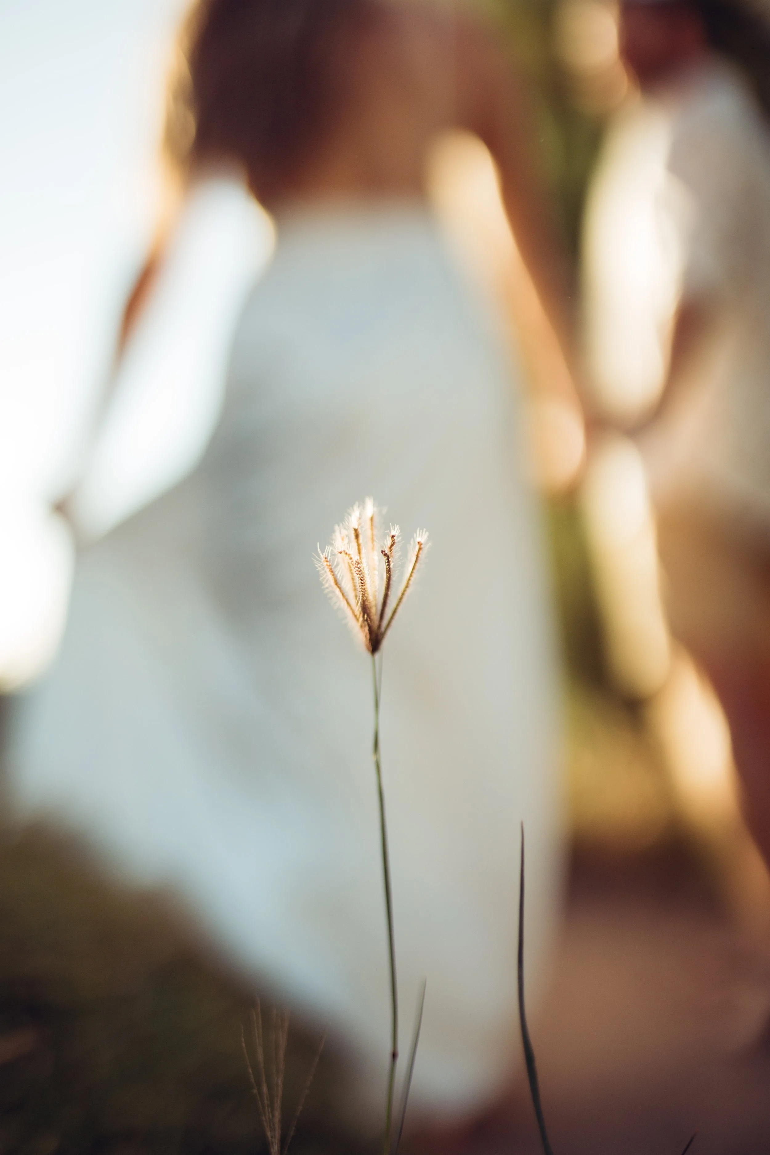 Close-up of a single grass flower with a blurred background of a person wearing white.