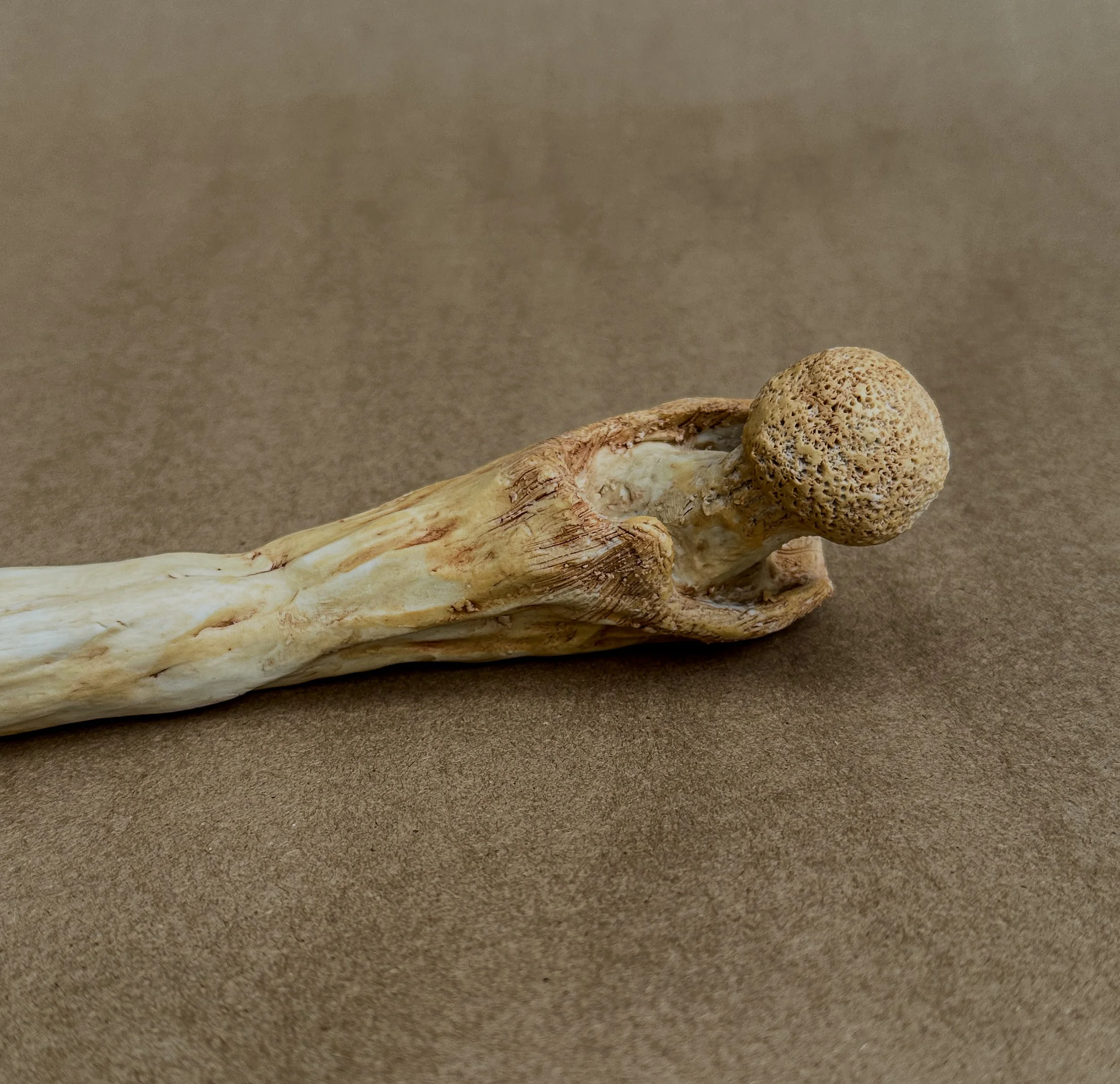 "My Femur", 2025, Porcelain, 18.5 x 1.5 x 1.1 in.