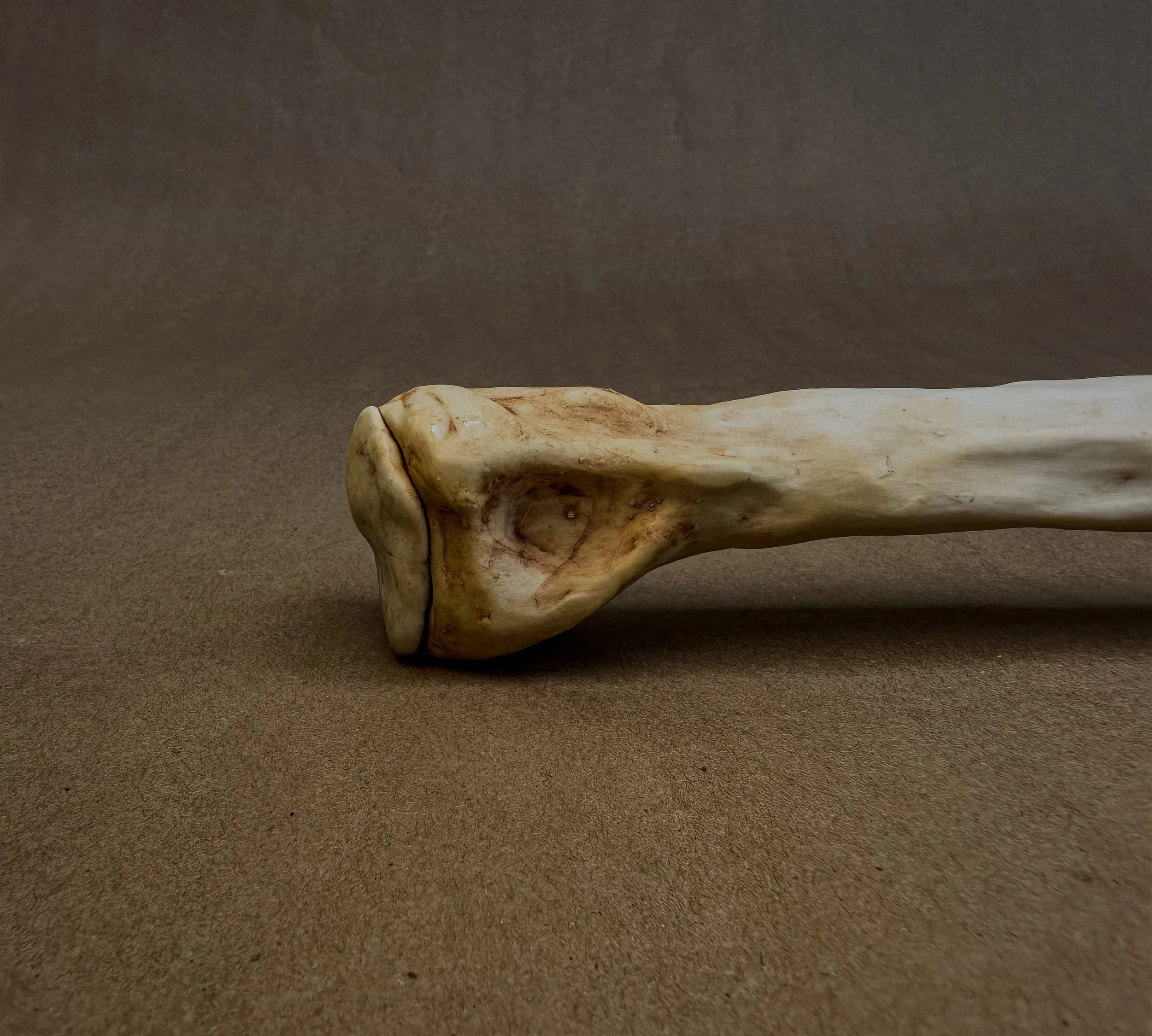 "My Humerus", 2025, Porcelain, 11.5 x 1.2 x 1.5 in.