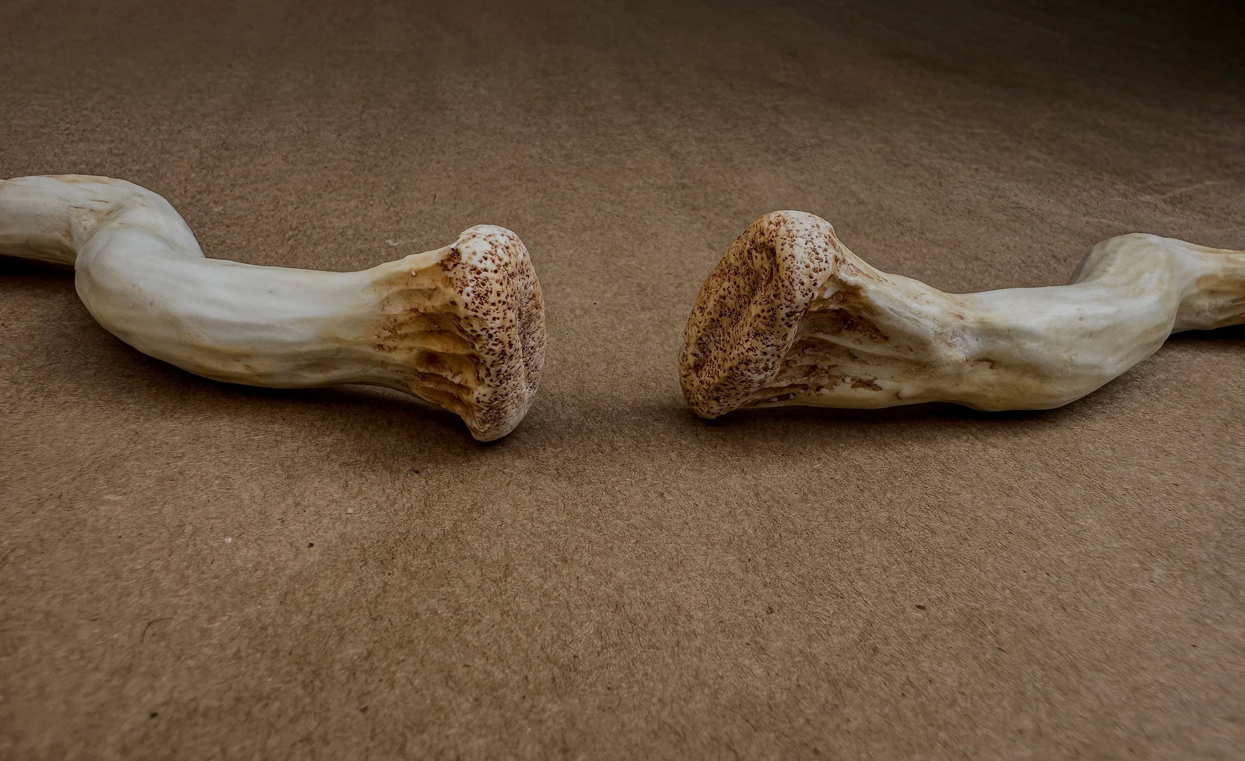 "My Clavicles", 2025, Porcelain, 5.75 x .5 x .75 in. ea.