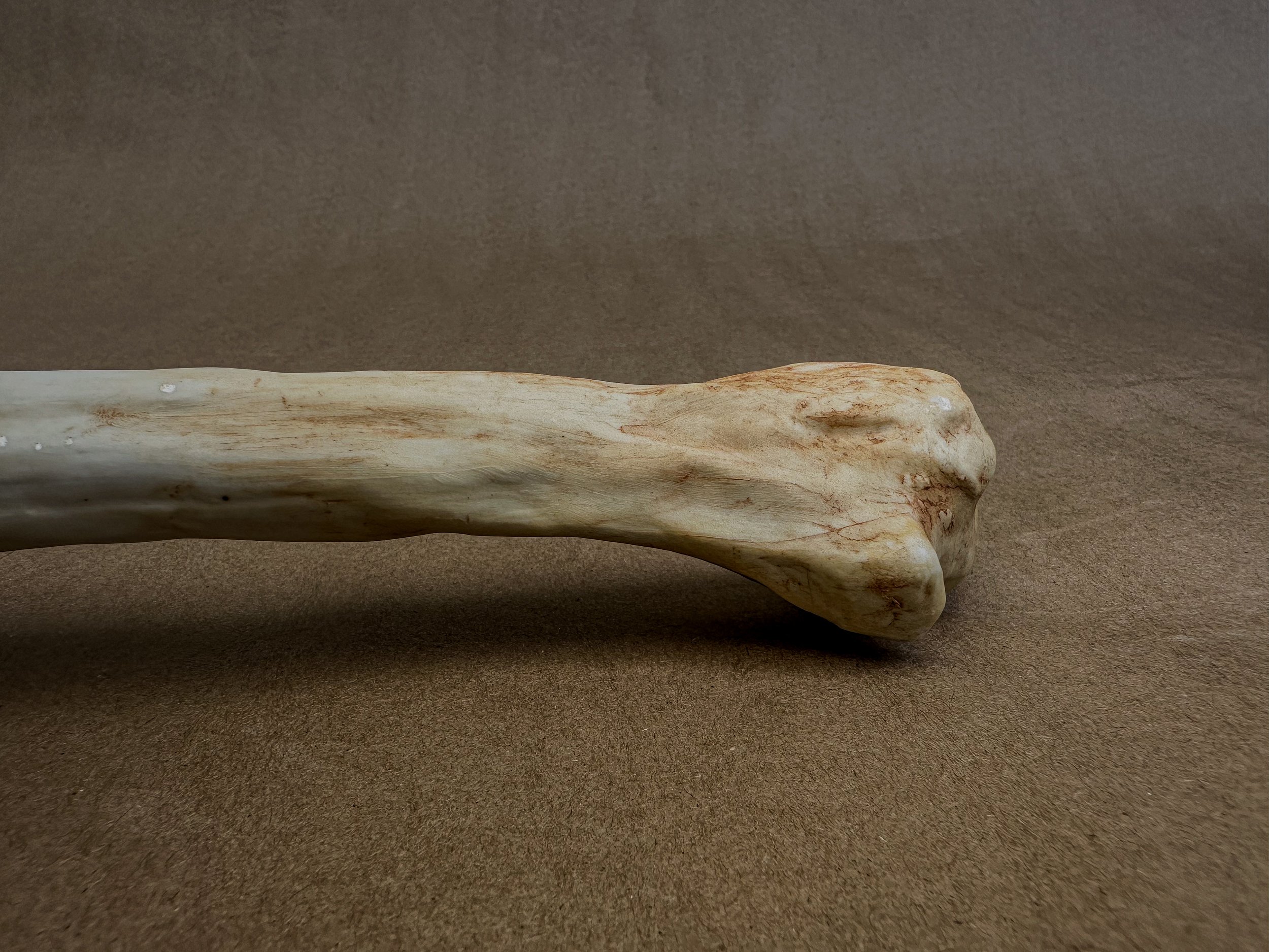 "My Humerus", 2025, Porcelain, 11.5 x 1.2 x 1.5 in.