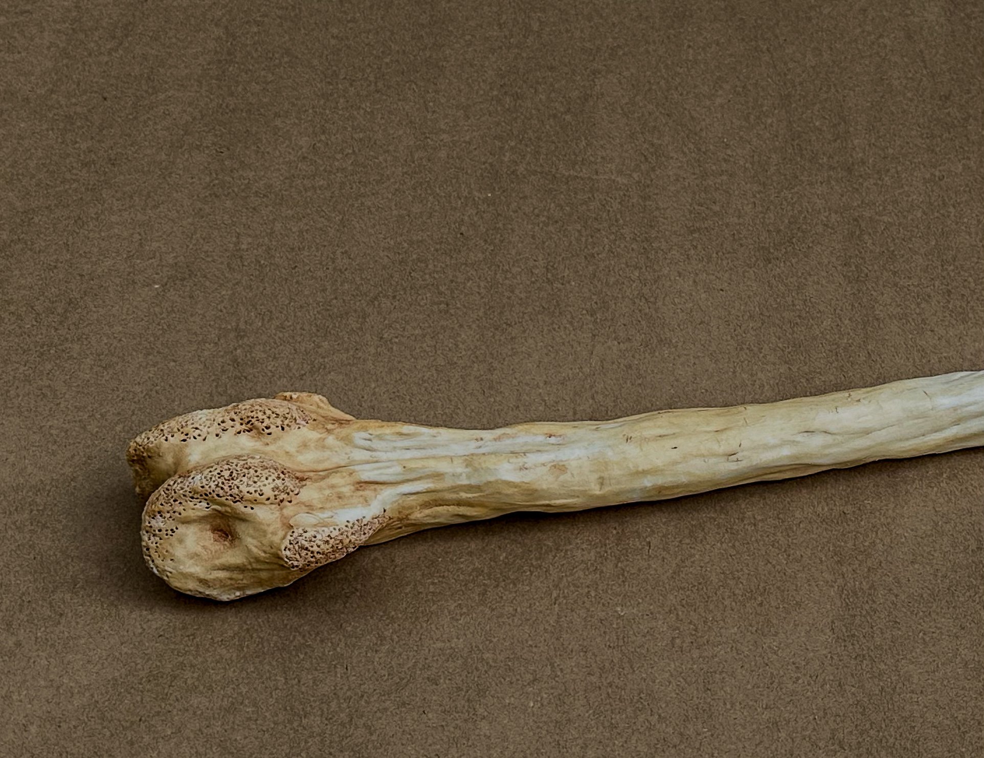 "My Femur", 2025, Porcelain, 18.5 x 1.5 x 1.1 in.