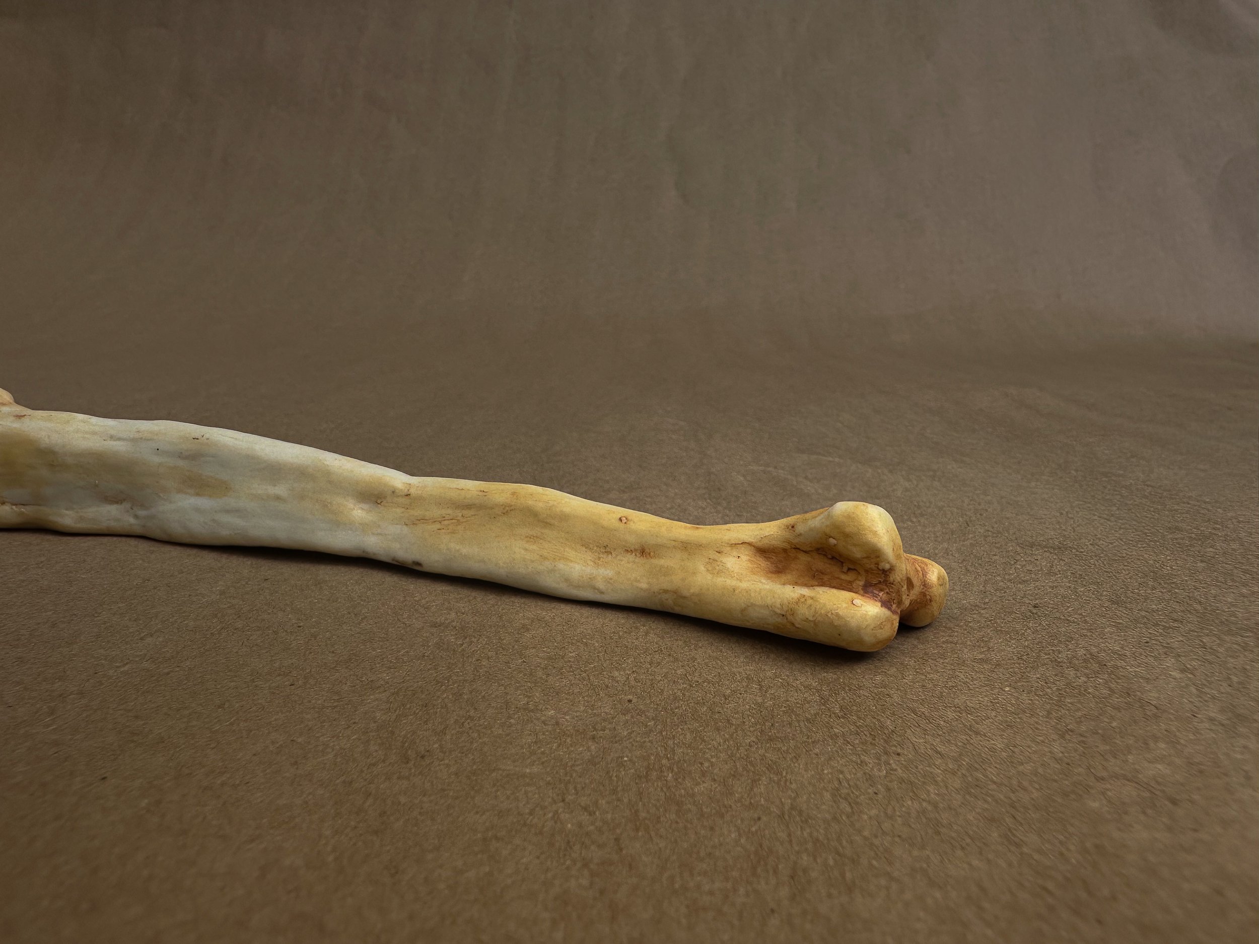 "My Ulna", 2025, Porcelain, 9 x 1 x 1.2 in.
