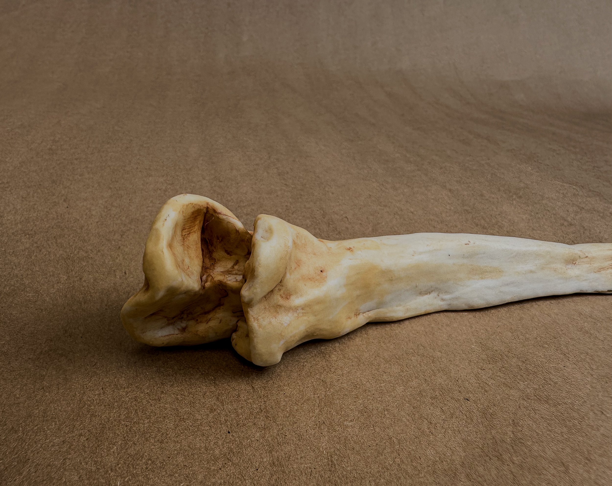 "My Ulna", 2025, Porcelain, 9 x 1 x 1.2 in.