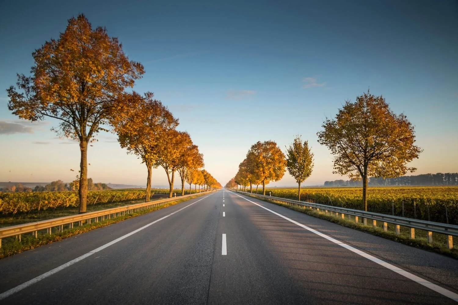 A straight road flanked by rows of trees with autumn-colored leaves, extending into the horizon under a clear sky at sunset.