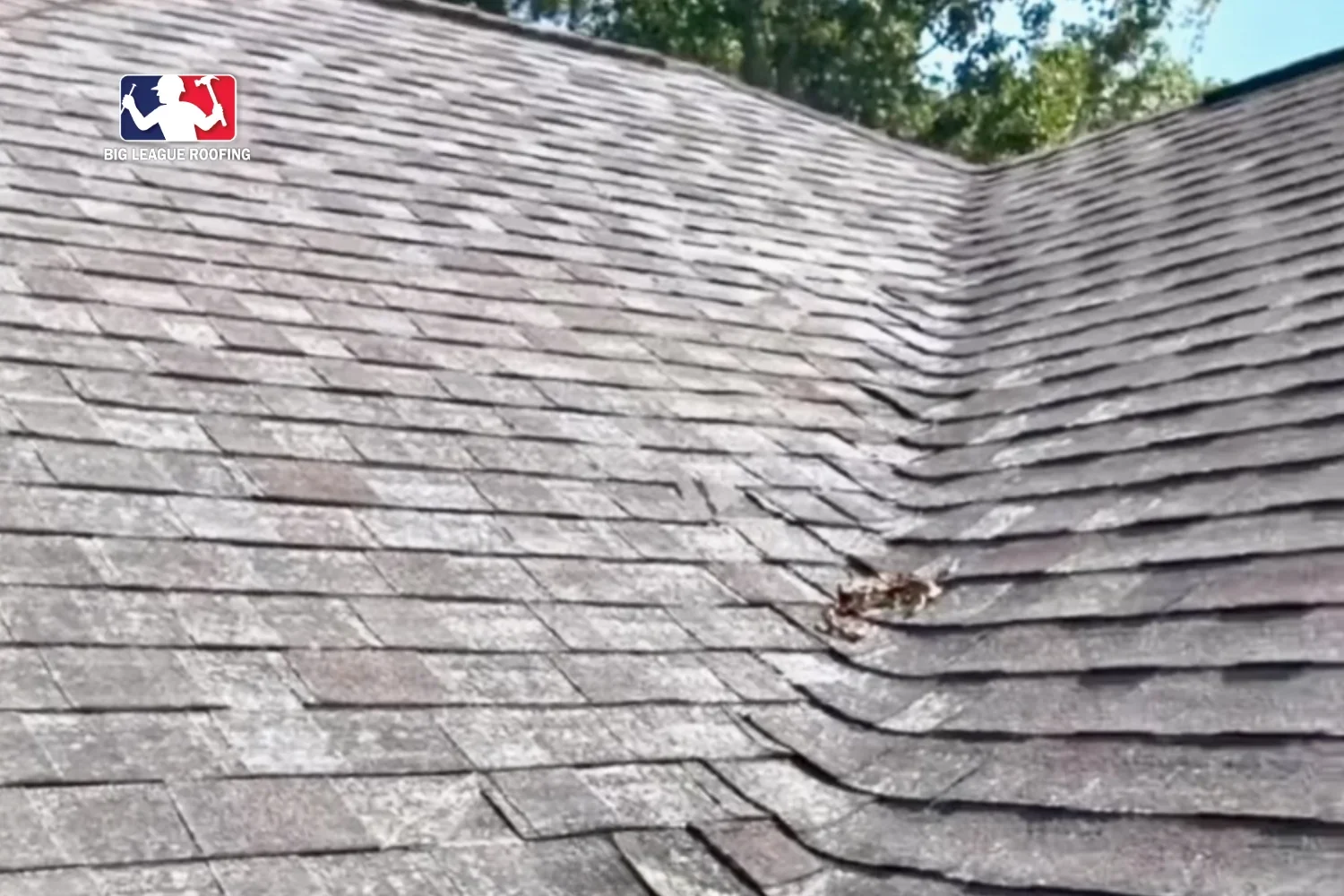 White, Hairy Spots on Your Shingles? Here Is What It Actually Means
