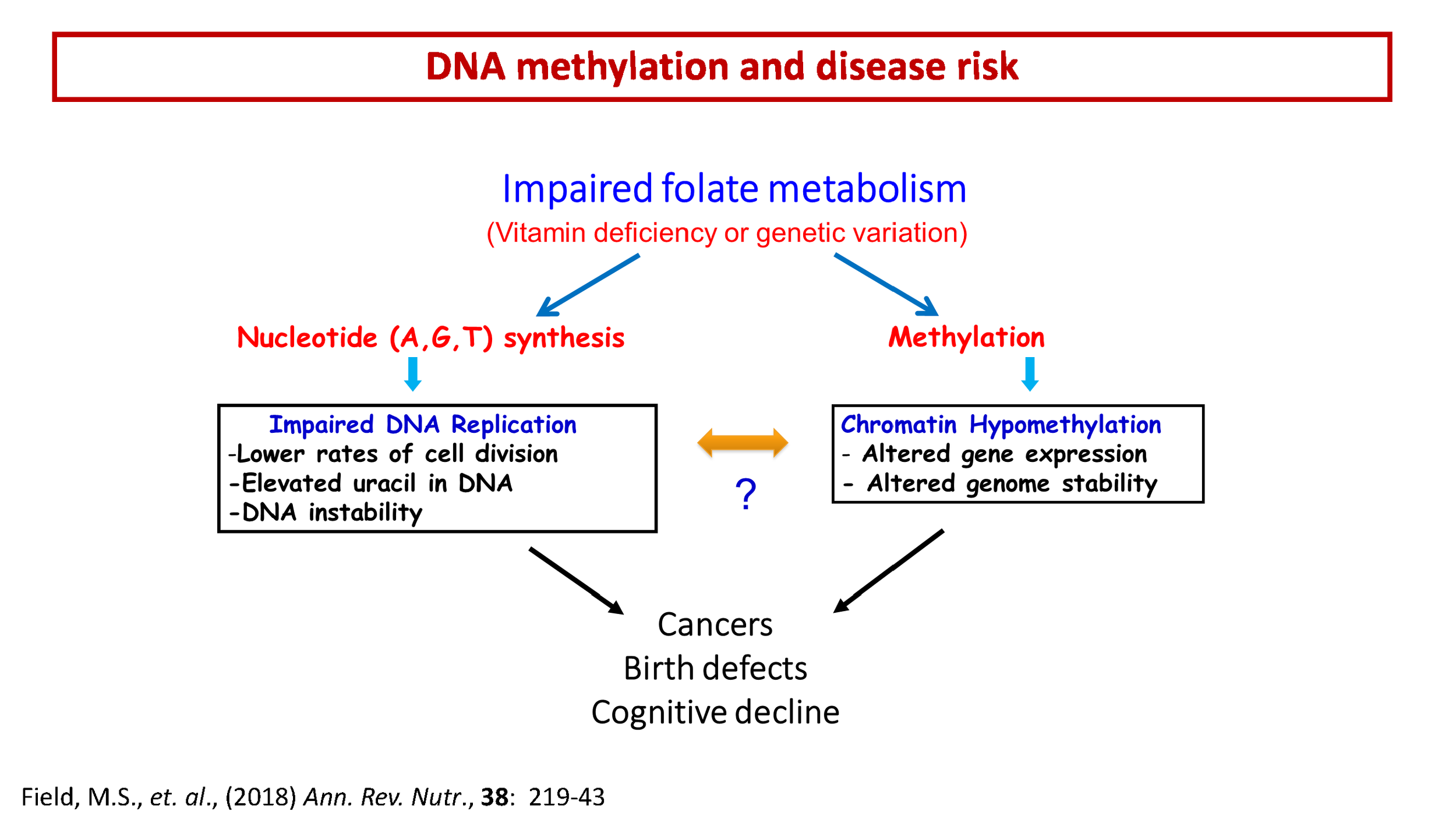 BEFORE: This original slide in a faculty client's keynote symposium lecture includes a core conceptual framework of their research. Because this framework is central to the client's communication with peers, funders, and students, its optimization wa