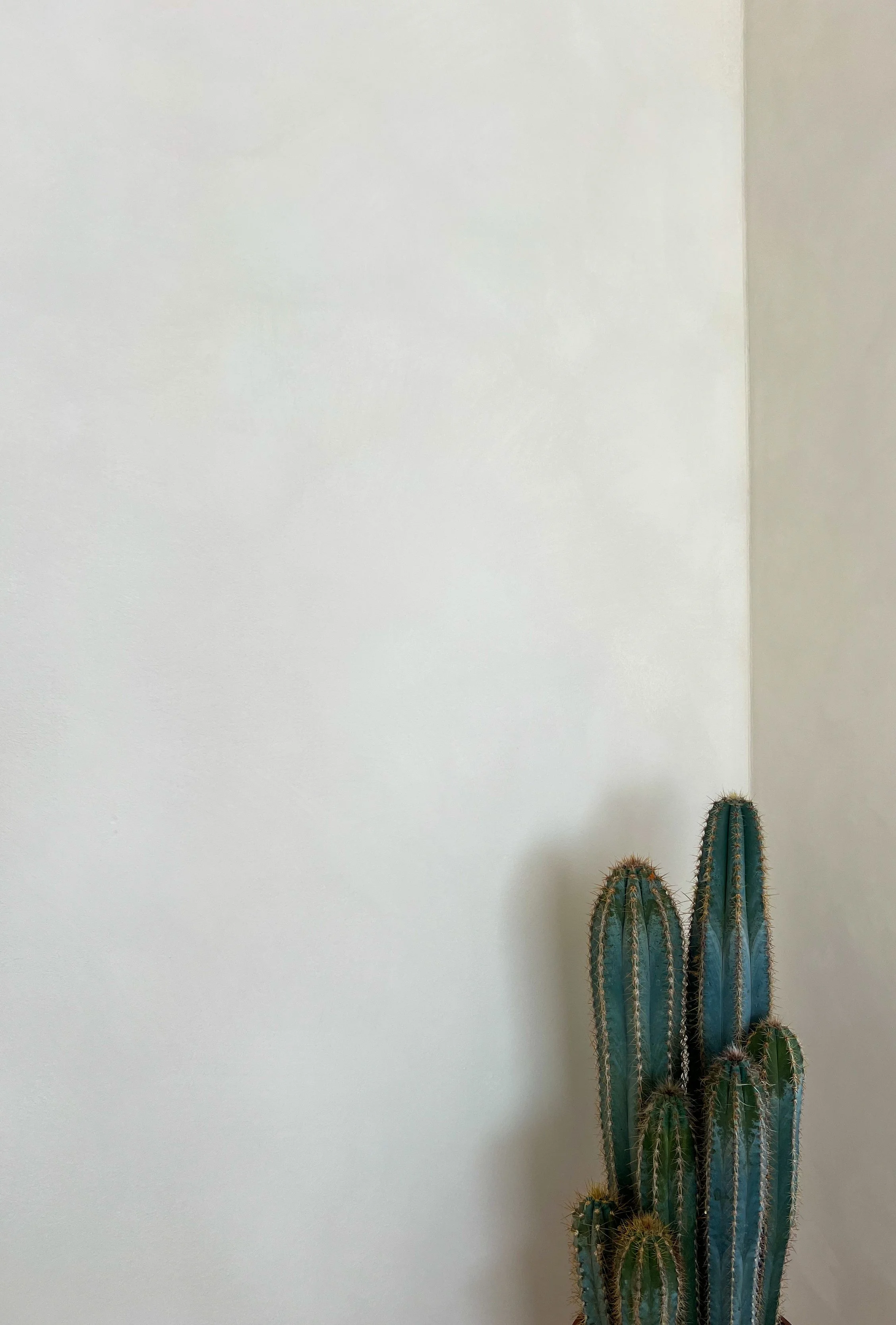 Eine Gruppe von Kakteen steht in der unteren rechten Ecke vor einer weißen Wand.