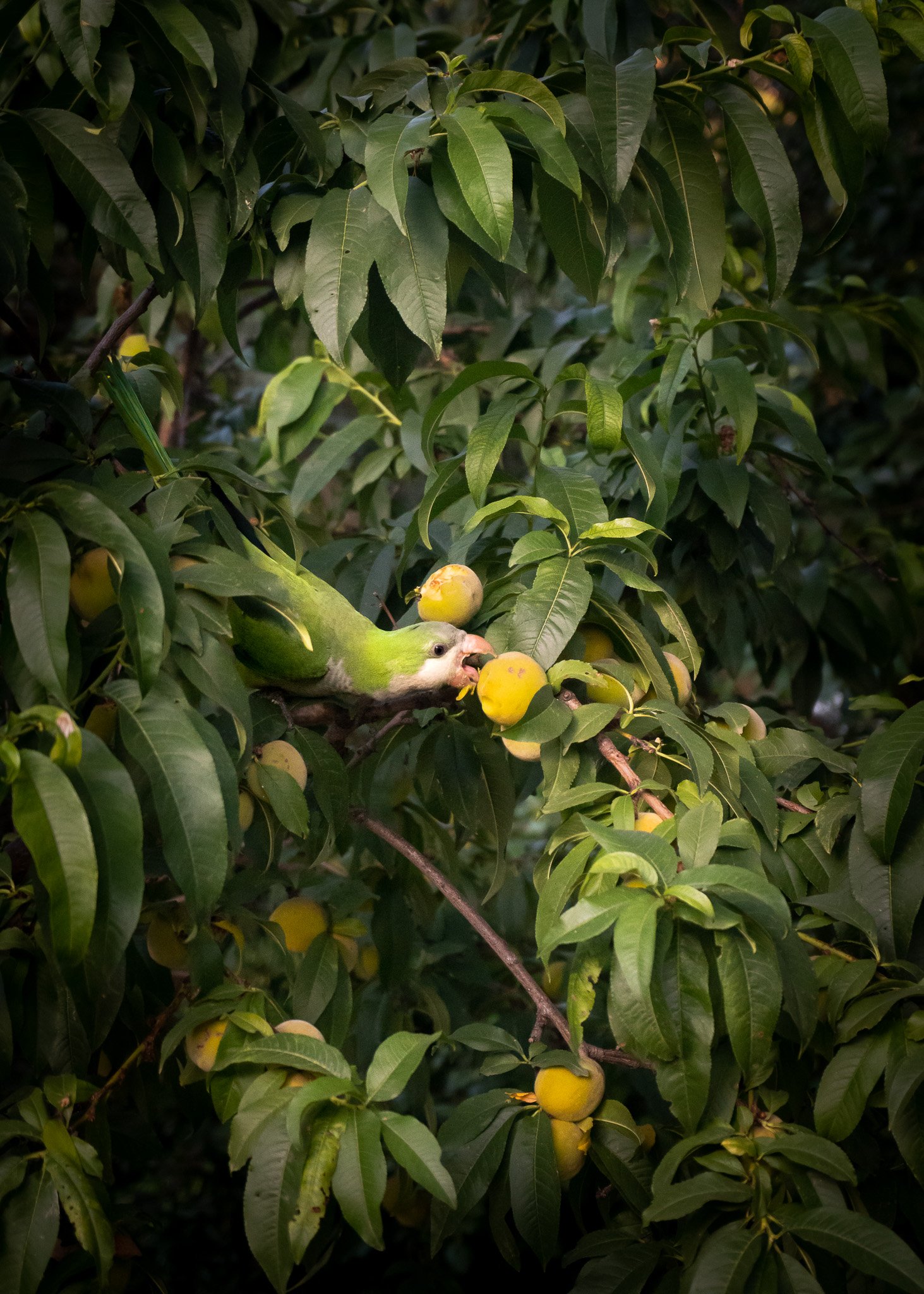 "Bird Eating Fruit" Rakha/Ewert Art Award Winner at the University of Wisconsin-La Crosse All-Student Juried Art Exhibition 2020
