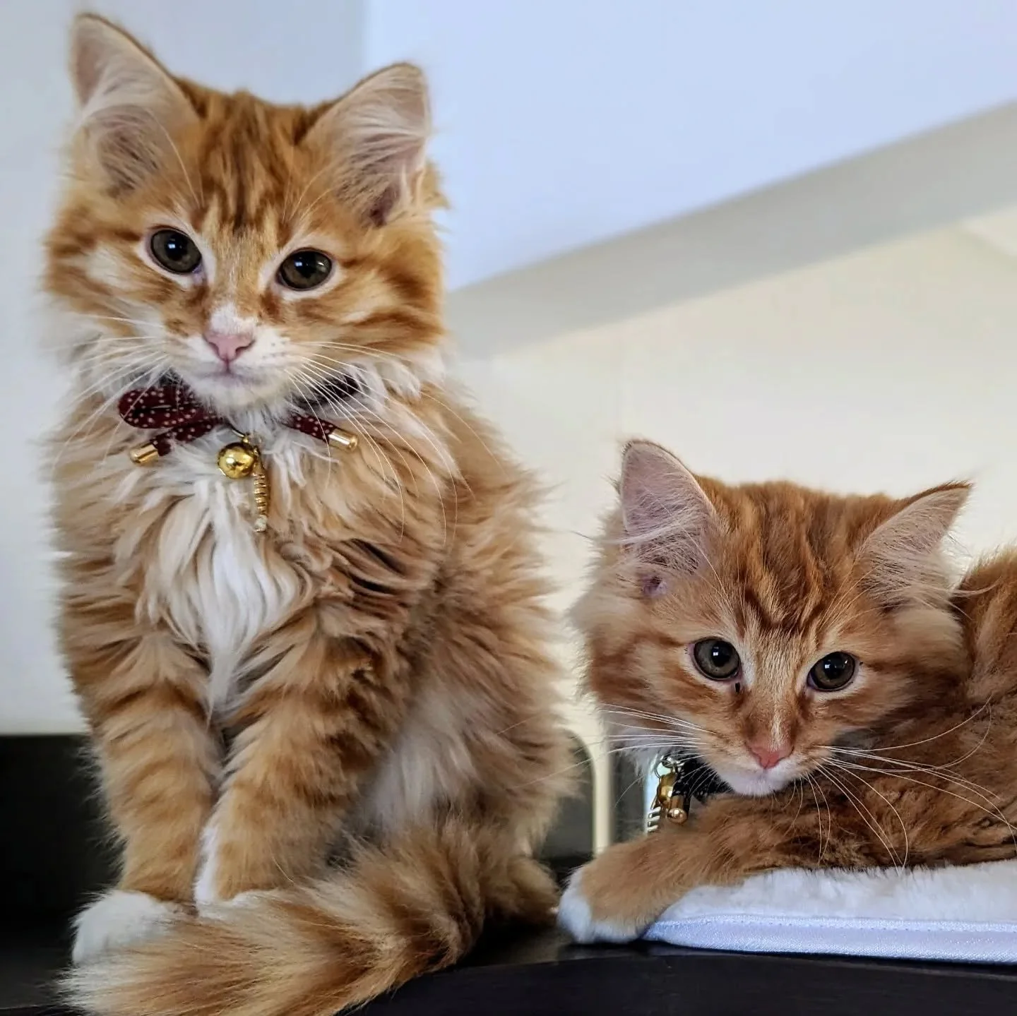 Introducing Archimedes and Lionel, brothers, goofballs and studio cats in training....

#rescuekittens #studiocats #gingerlove