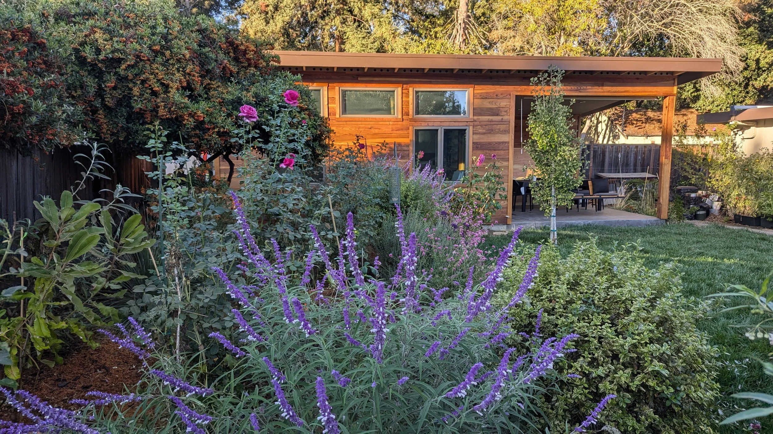 A backyard with a garden of purple, pink, and green plants in front of an art studio with redwood siding, large windows and a covered patio area with outdoor furniture.