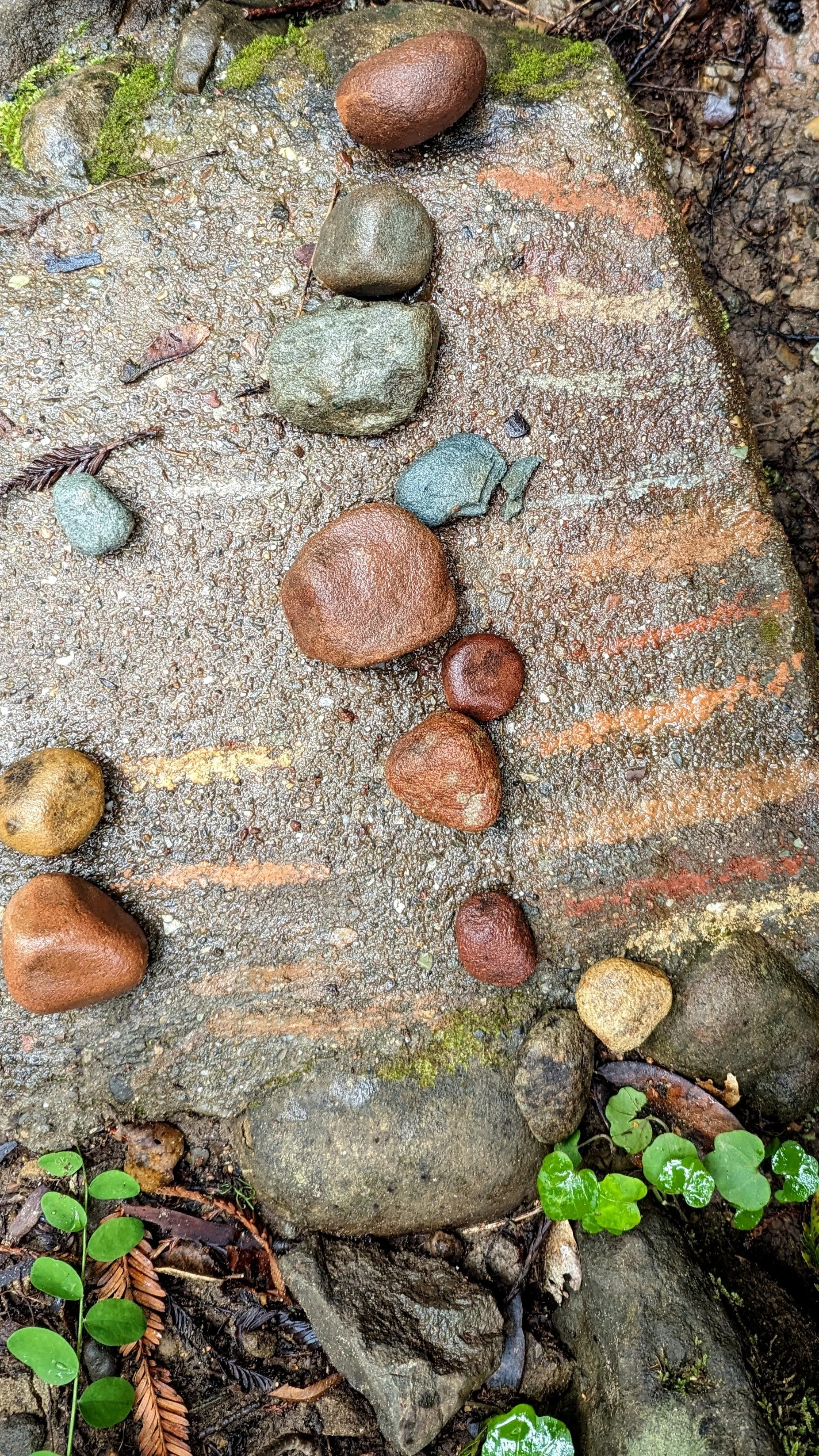 Various smooth, rounded rocks and pebbles of different colors arranged on a damp, mossy rock surface surrounded by small green plants and dried leaves.