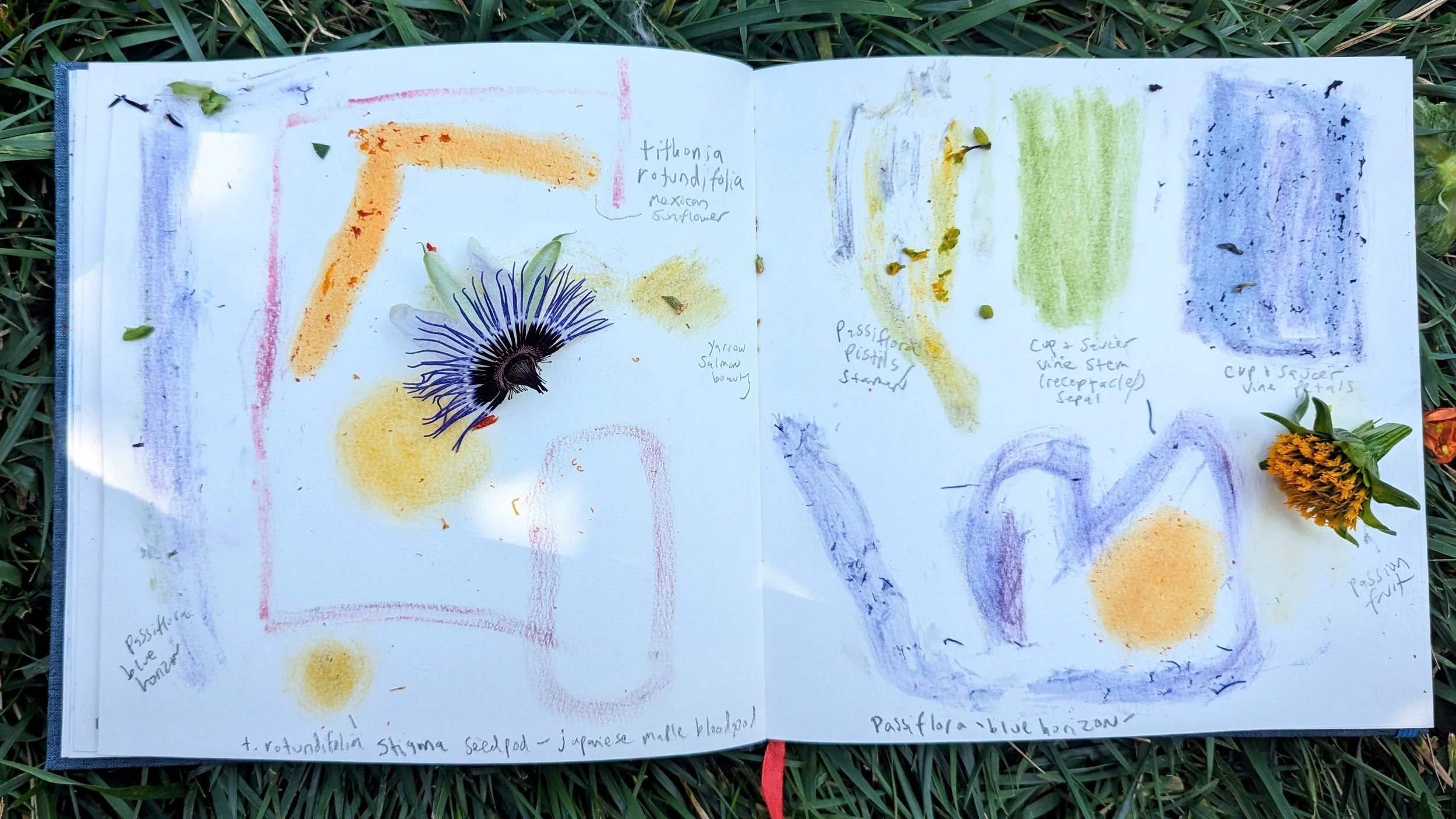 Open sketchbook on grass showing colorful, pigment swatches of various plants, with handwritten notes and labels describing each swatch alongside small plant flowers placed on the pages.