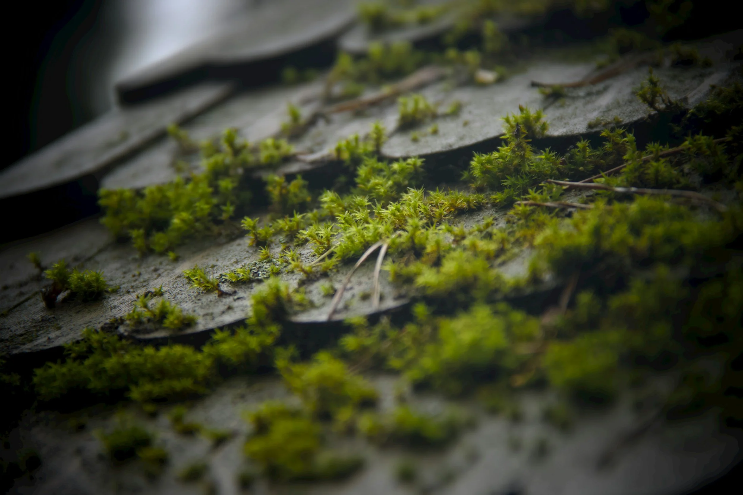 How to Remove Moss From a Roof Without Damaging Shingles
