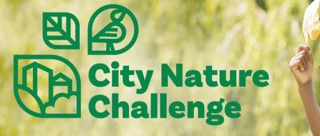 City Nature Challenge - Pollinator & Native Plant Event at Las Pilitas Nursery / April 25, 2025; Carrizo Plain National Monument Bioblitz / April 26, 2025; Oso Flaco Lake / April 27, 2025