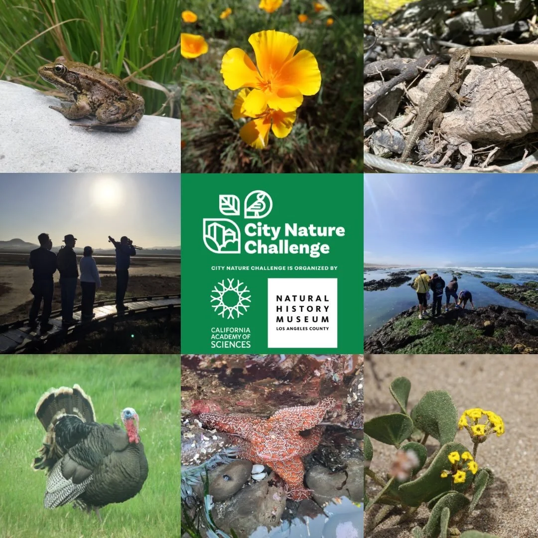 🐿️🍄🐌🌿Join the City Nature Challenge April 24-27, 2026! 🪻🐦&zwj;⬛🦎🌱 

Challenge yourself and others to see how many different kinds of WILD birds, snails, lizards, or even weeds you can spot living in your neighborhood.

Participating is free a