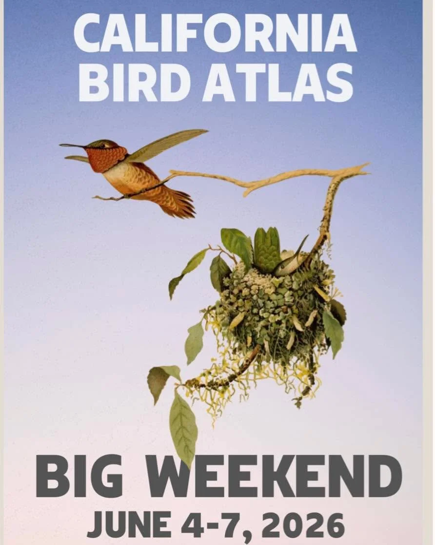 https://www.californiabirdatlas.org/bigweekend