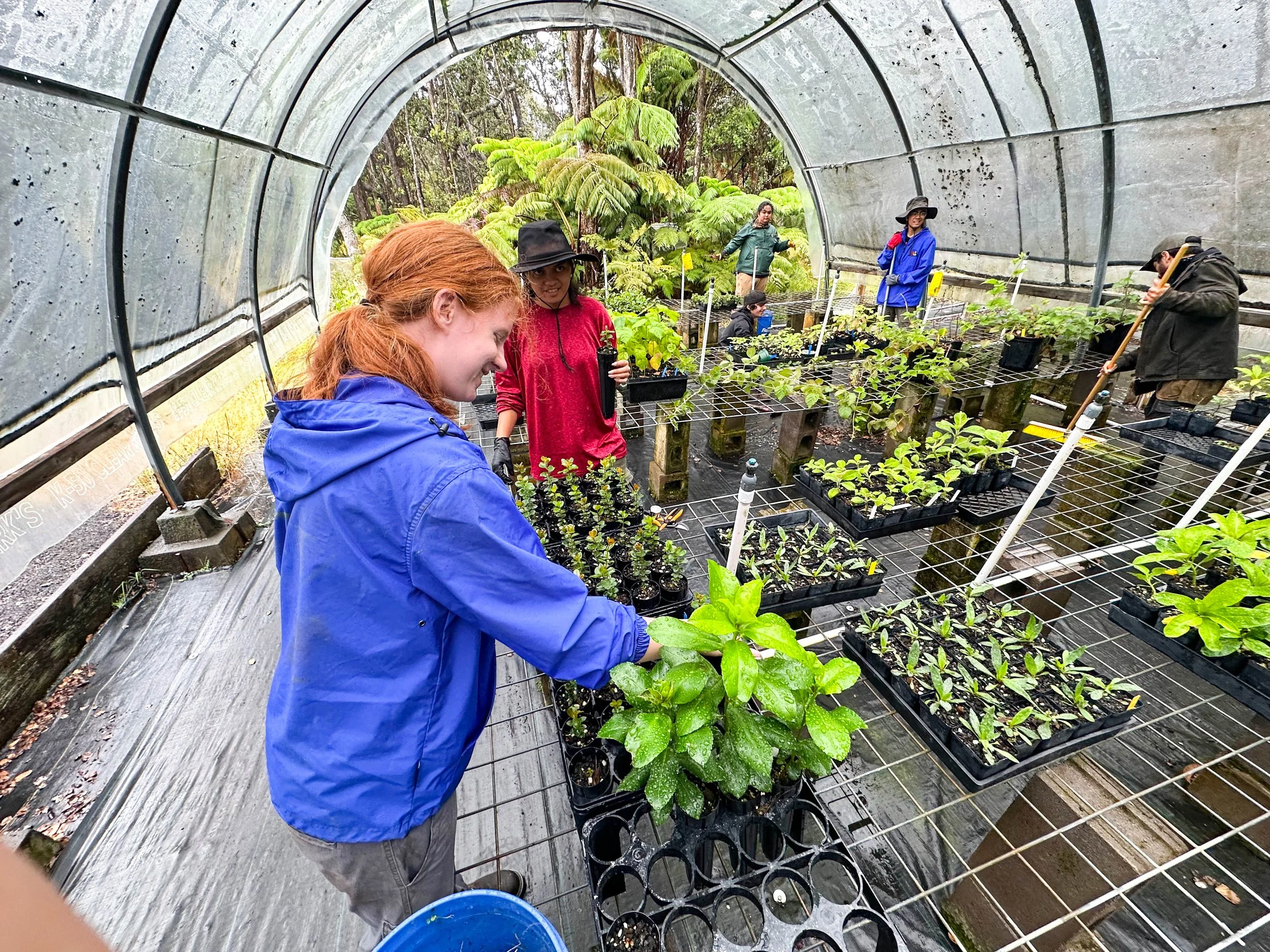 Group of people working inside a greenhouse with trays of young plants on metal racks.