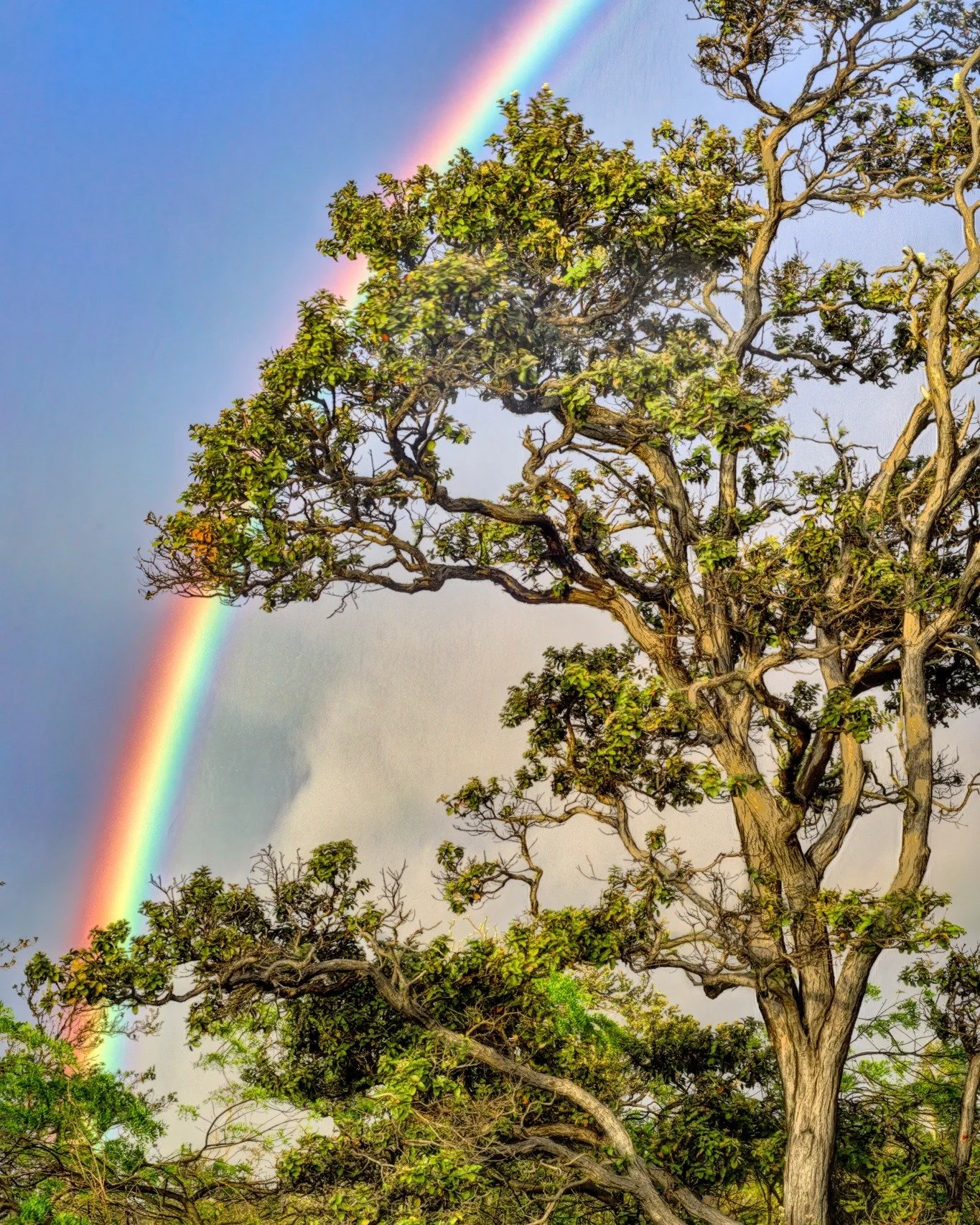 A tall tree with twisted branches and green foliage, set against a bright blue sky with a rainbow arching across it.
