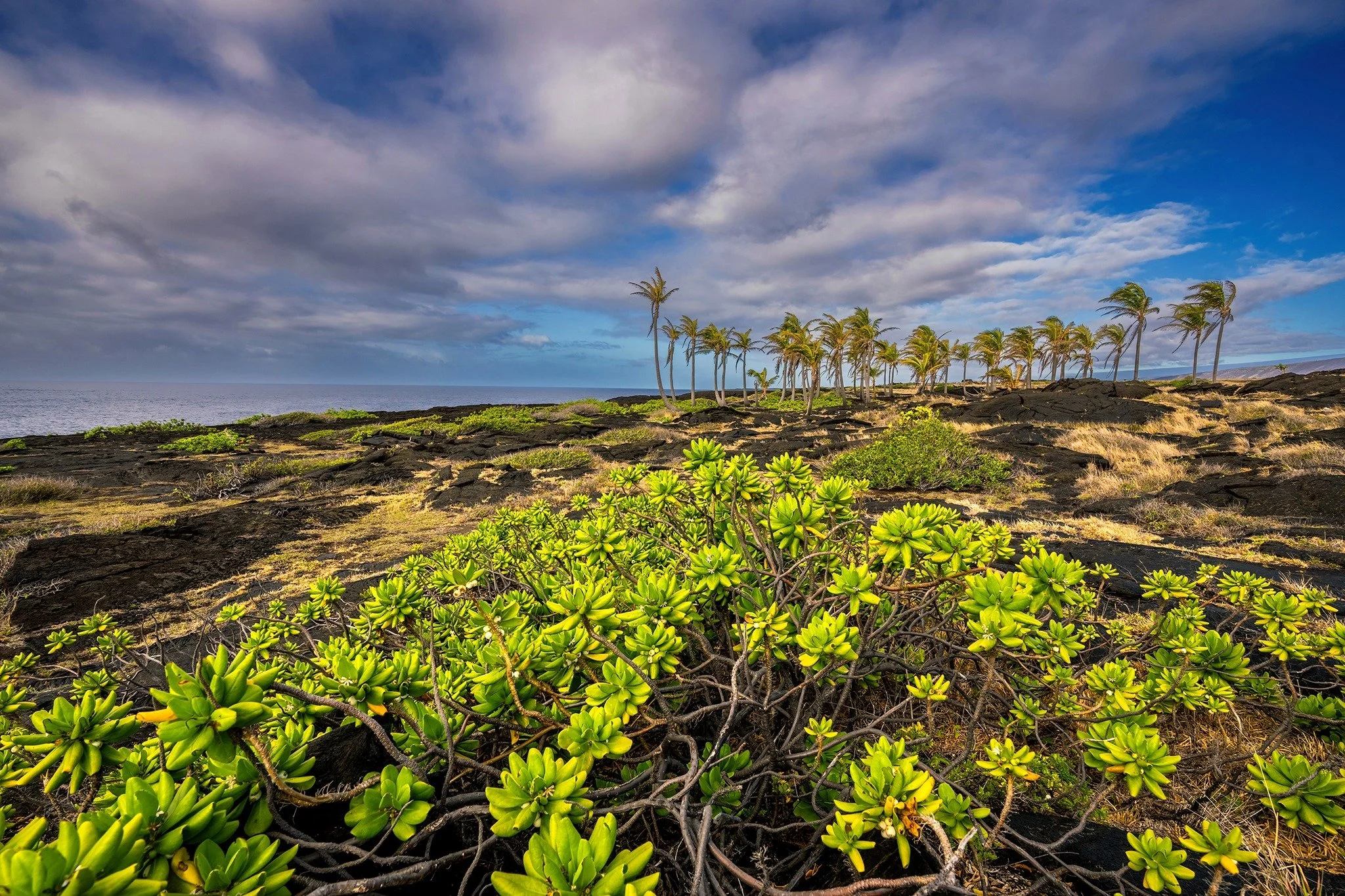 Sunday Walk in the Park: Kahuku Palm Trail