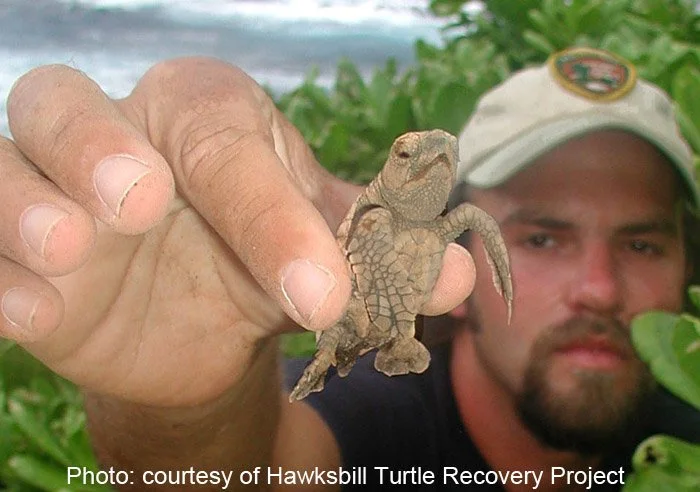 Honu ‘ea