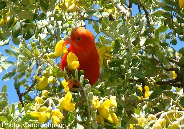 ‘I‘iwi 