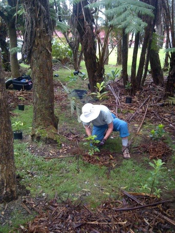 FOREST RESTORATION - Mahalo Volunteers!