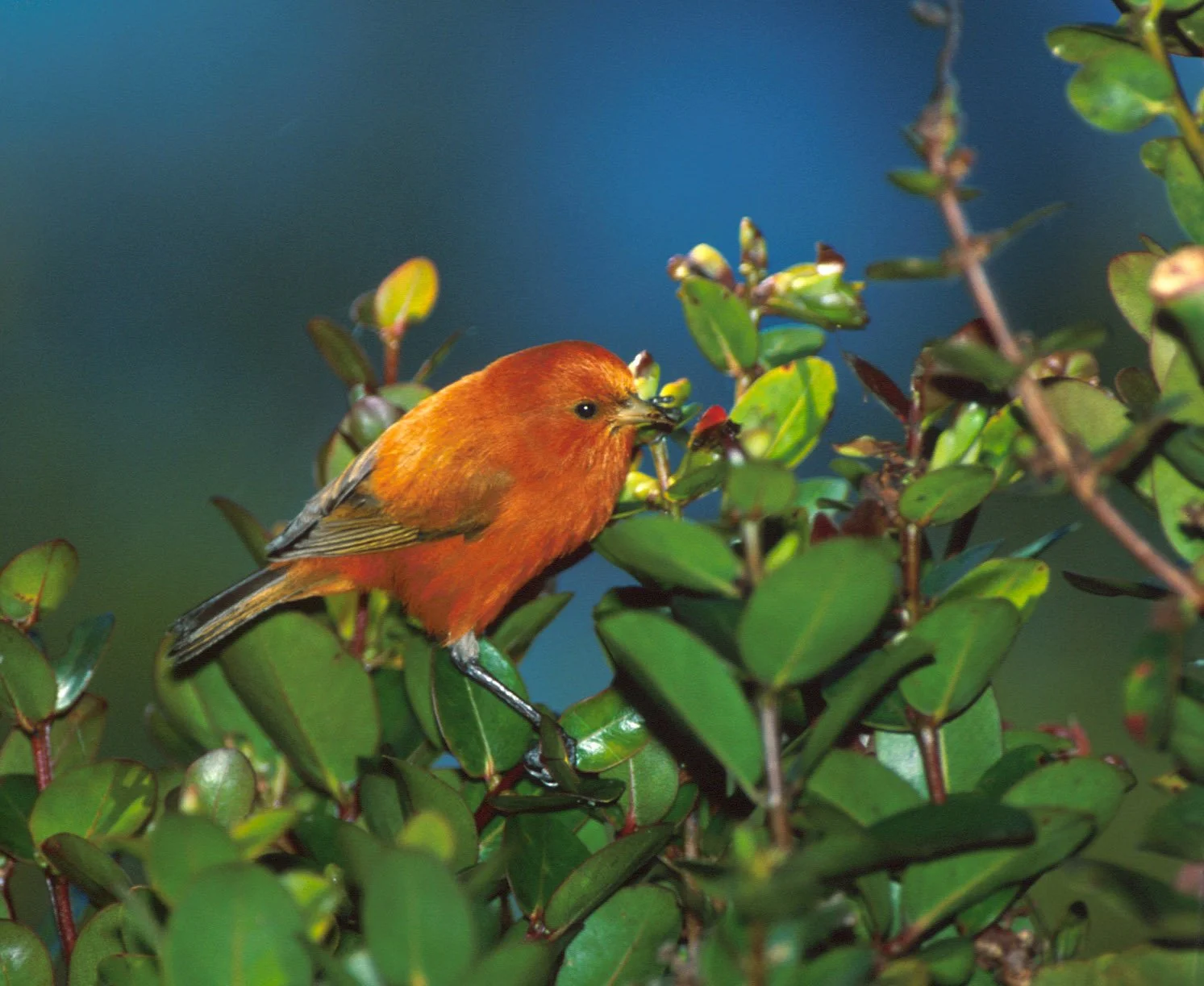 BIRDING Institute Location Change