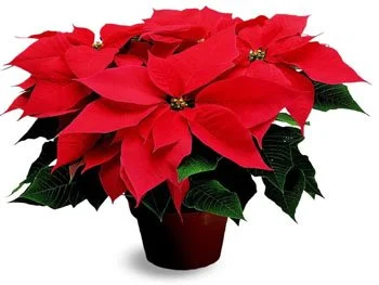 PARTY POINSETTIAS & CHRISTMAS COOKIE FUNDRAISER