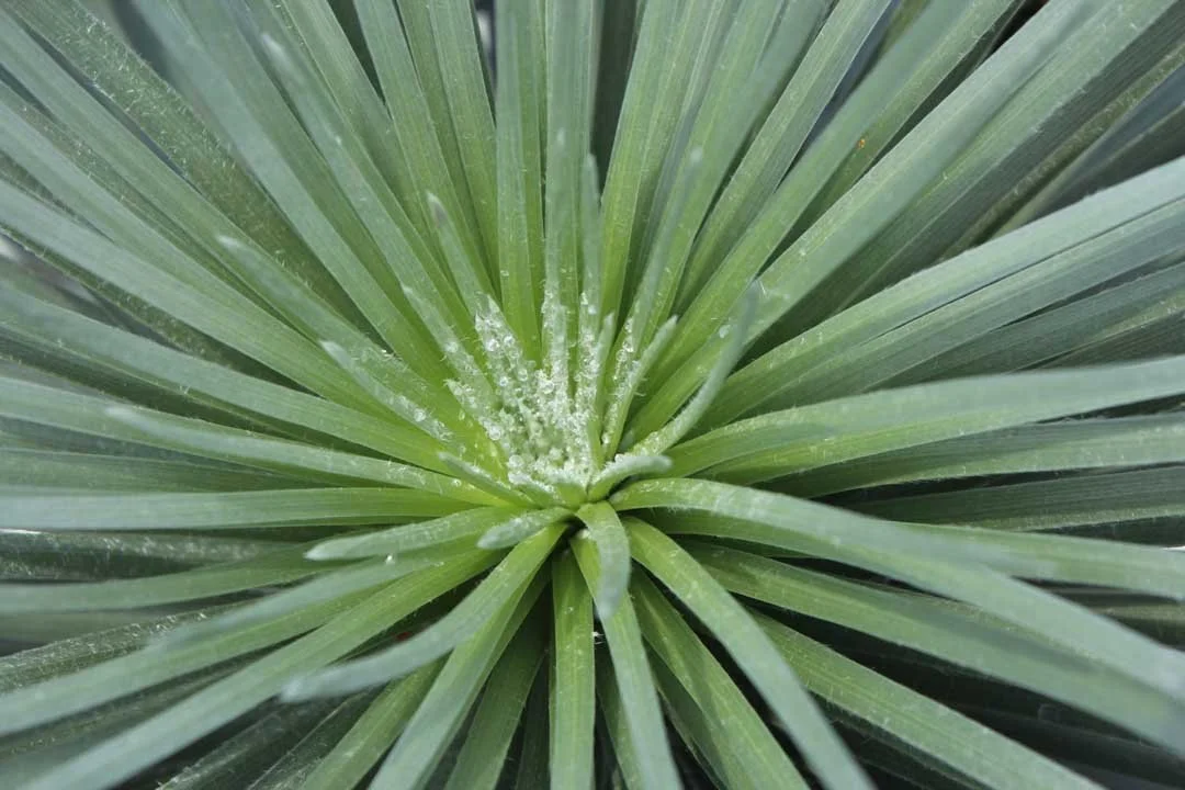 09-SILVERsword-rosette-young-Alice-Lindahl-Photo-Credit1.jpg