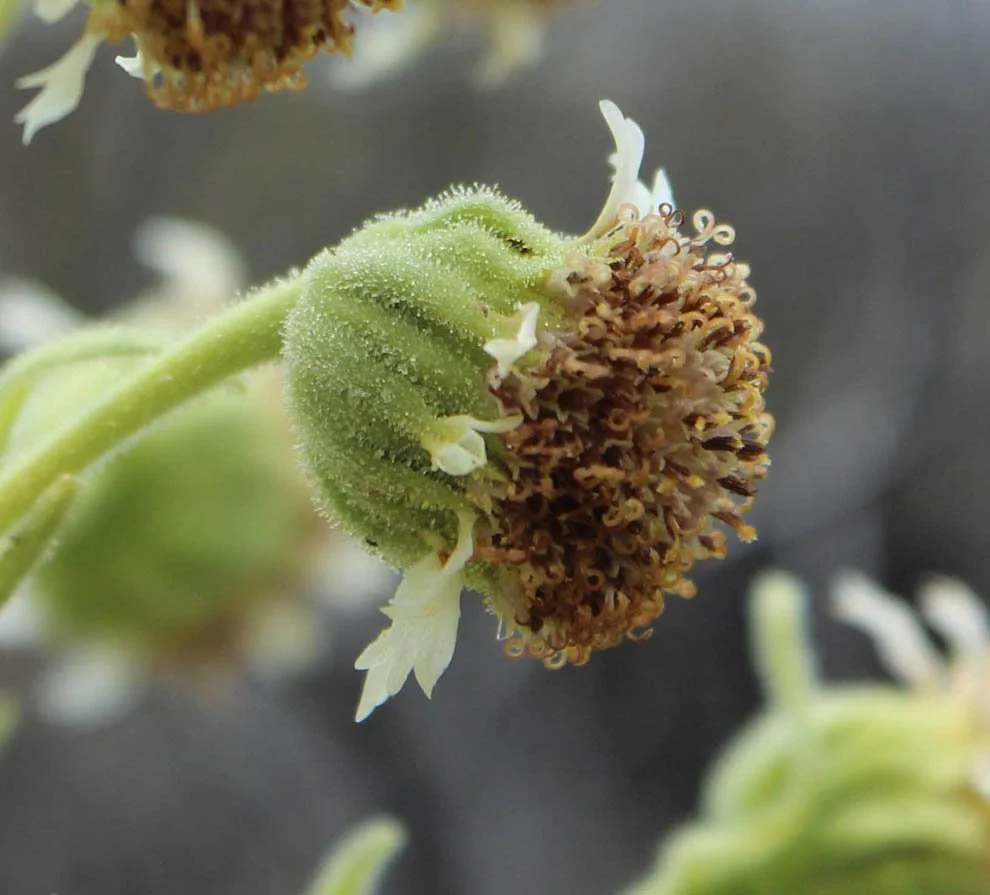 05-FLOWER-head-with-pistils-Alice-Lindahl-Photo-Credit1.jpg
