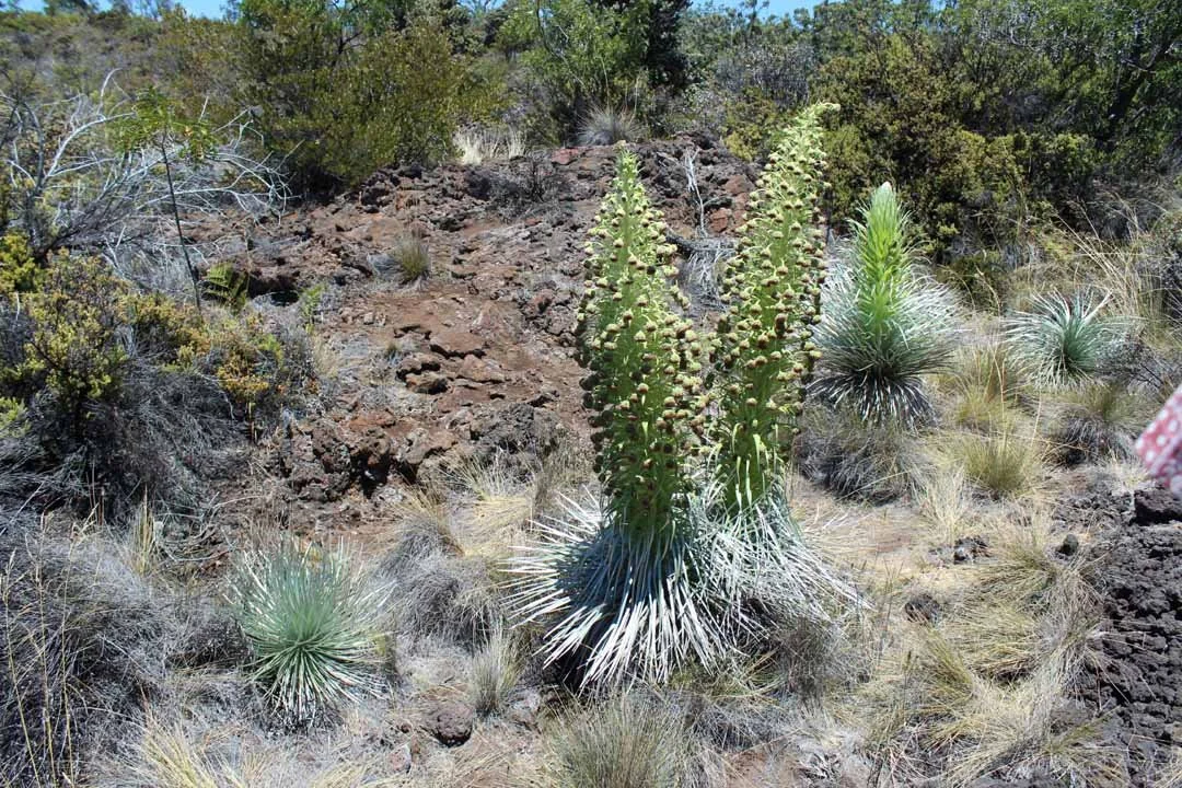 Silversword-Cluster-Photo-Credit-Alice-Lindahl1.jpg