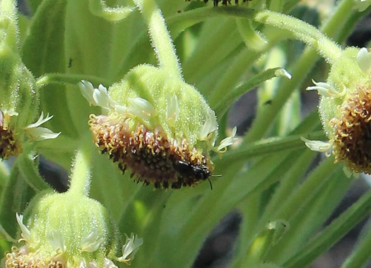 ML-silversword-flower-bee-3-Photo-credit-Alice-Lindahl1.jpg