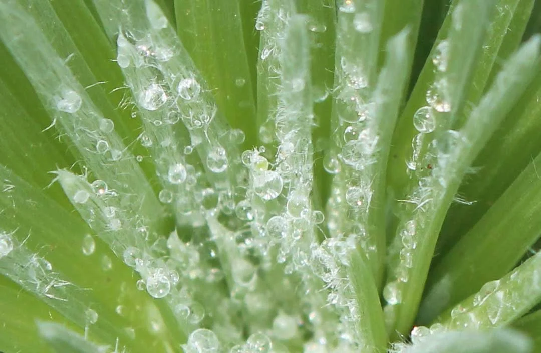 Water-droplets-in-a-silversord-Alice-Lindahl-Photo-Credit1.jpg