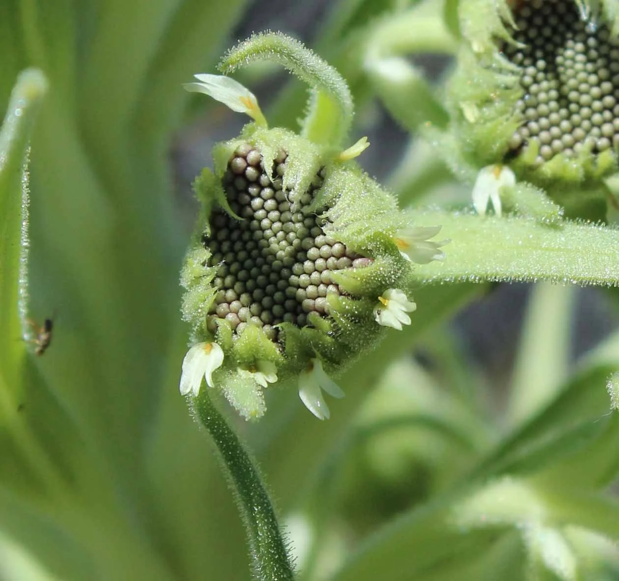 ML-silversword-flower-buds-100-kb-2-Photo-Credit-Alice-Lindahl2.jpg