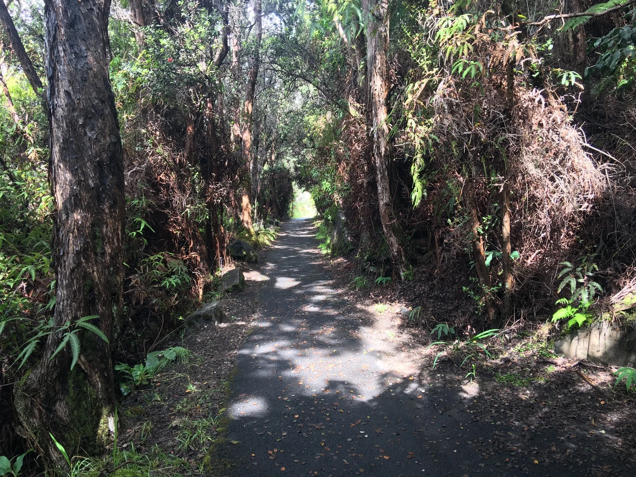 Explore the breathtaking trail to Sulphur Banks in Hawai'i Volcanoes National Park, where the air is thick with the pungent smell of sulfur and the steam from the steam vents hangs through the air.

 This unique hike takes you through a lush tropical