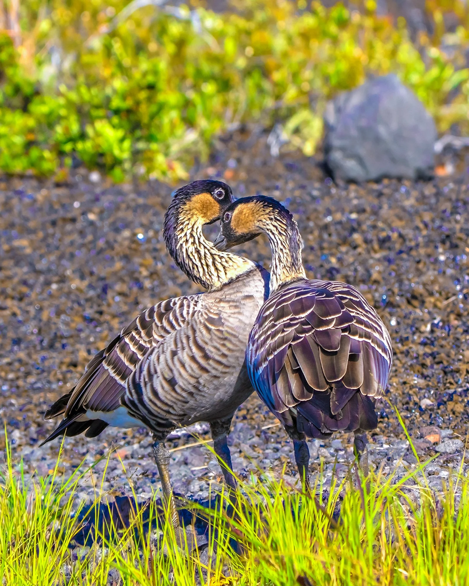 Not all love stories make the headlines, but this one deserves it. 🥰

These two Nēnē &mdash; Hawaiʻi's state bird &mdash; were caught sharing a very tender moment at Hawaiʻi Volcanoes National Park.

 Once on the brink of extinction with fewer than 