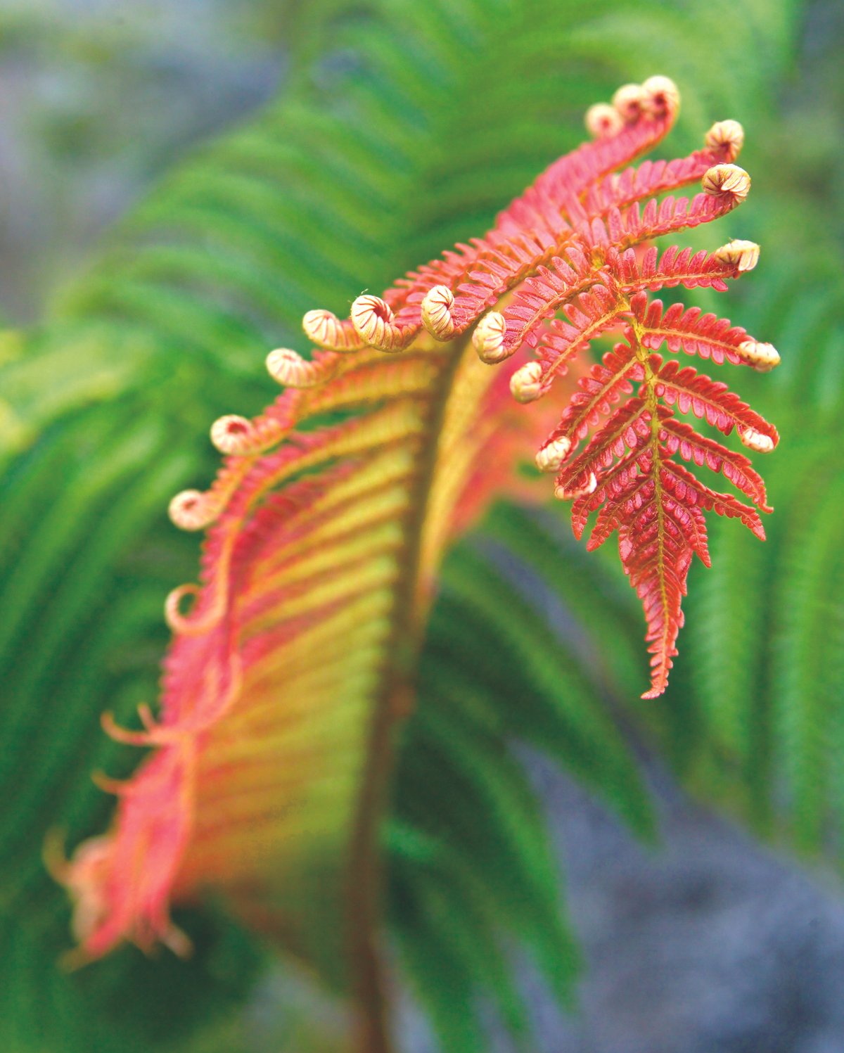 red fern unfurling