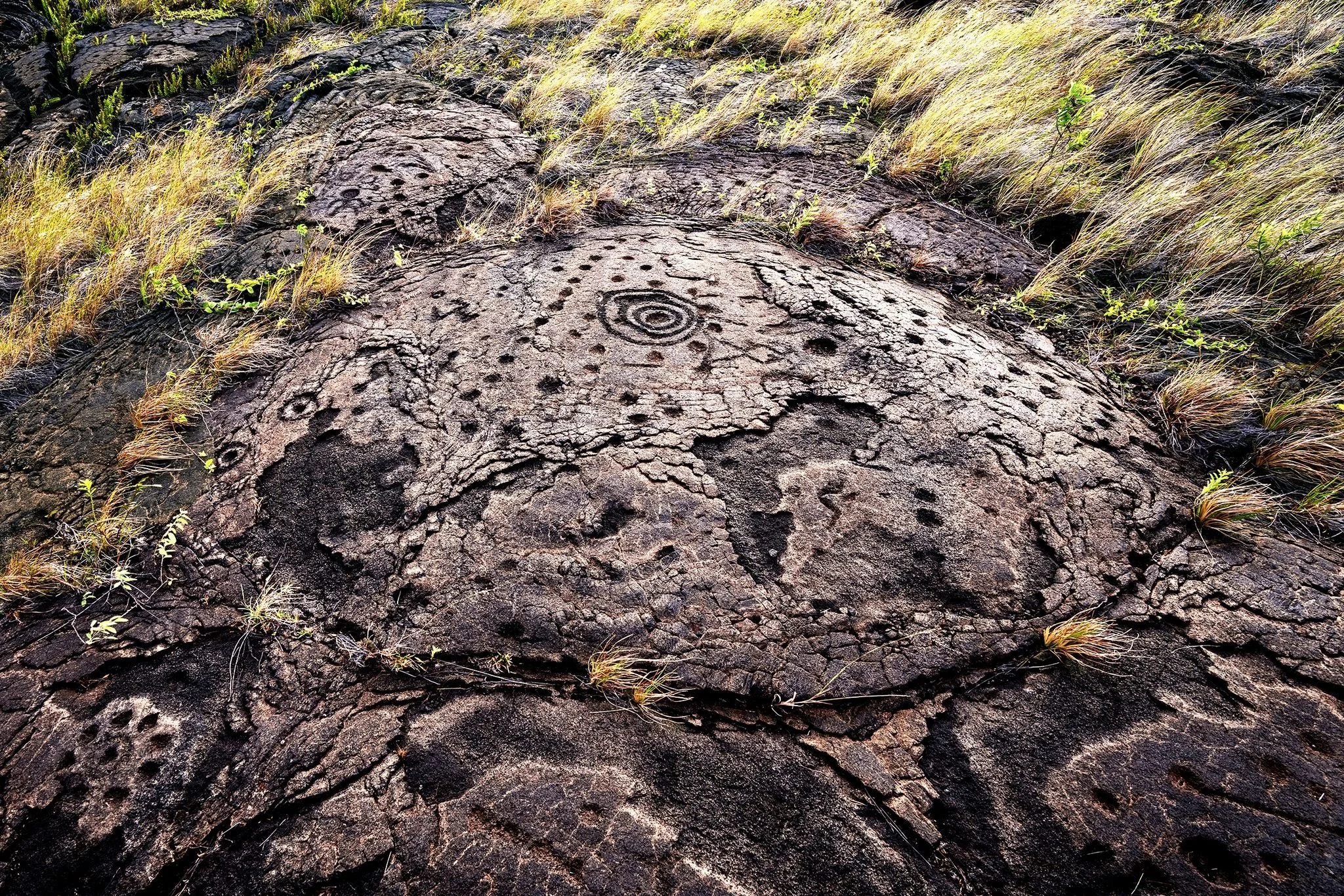 Close-up of a large rock with a spiral petroglyph, surrounded by grass and small plants.