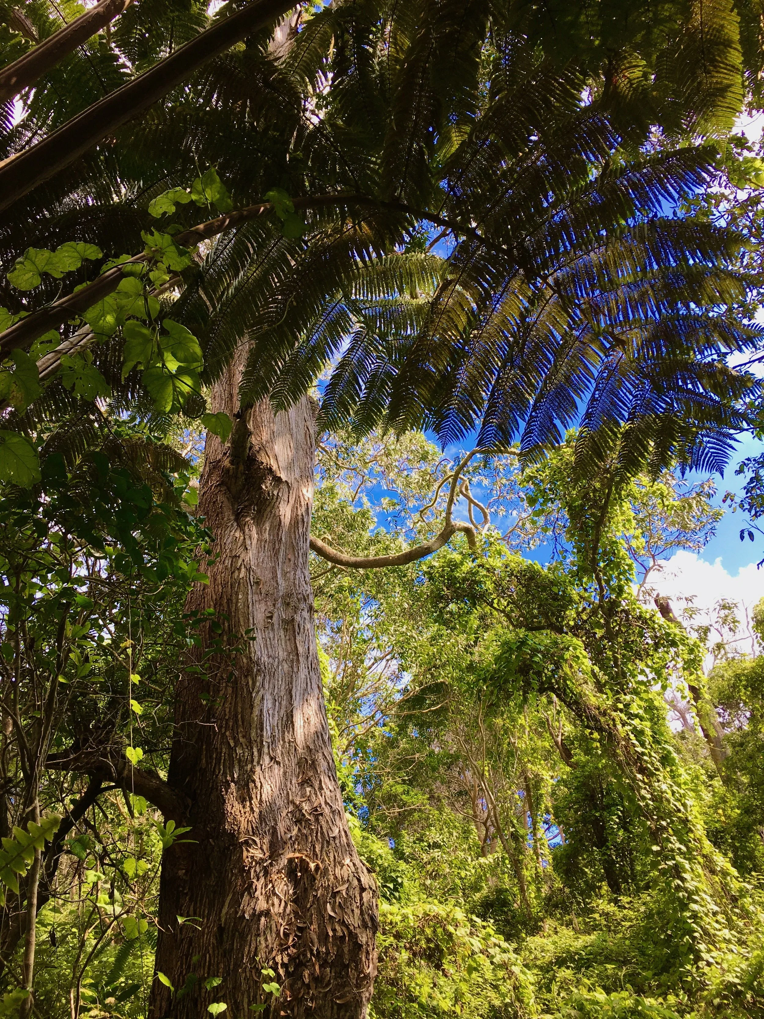 Looking up at tall trees and lush green foliage in a forest, with a bright blue sky in the background.