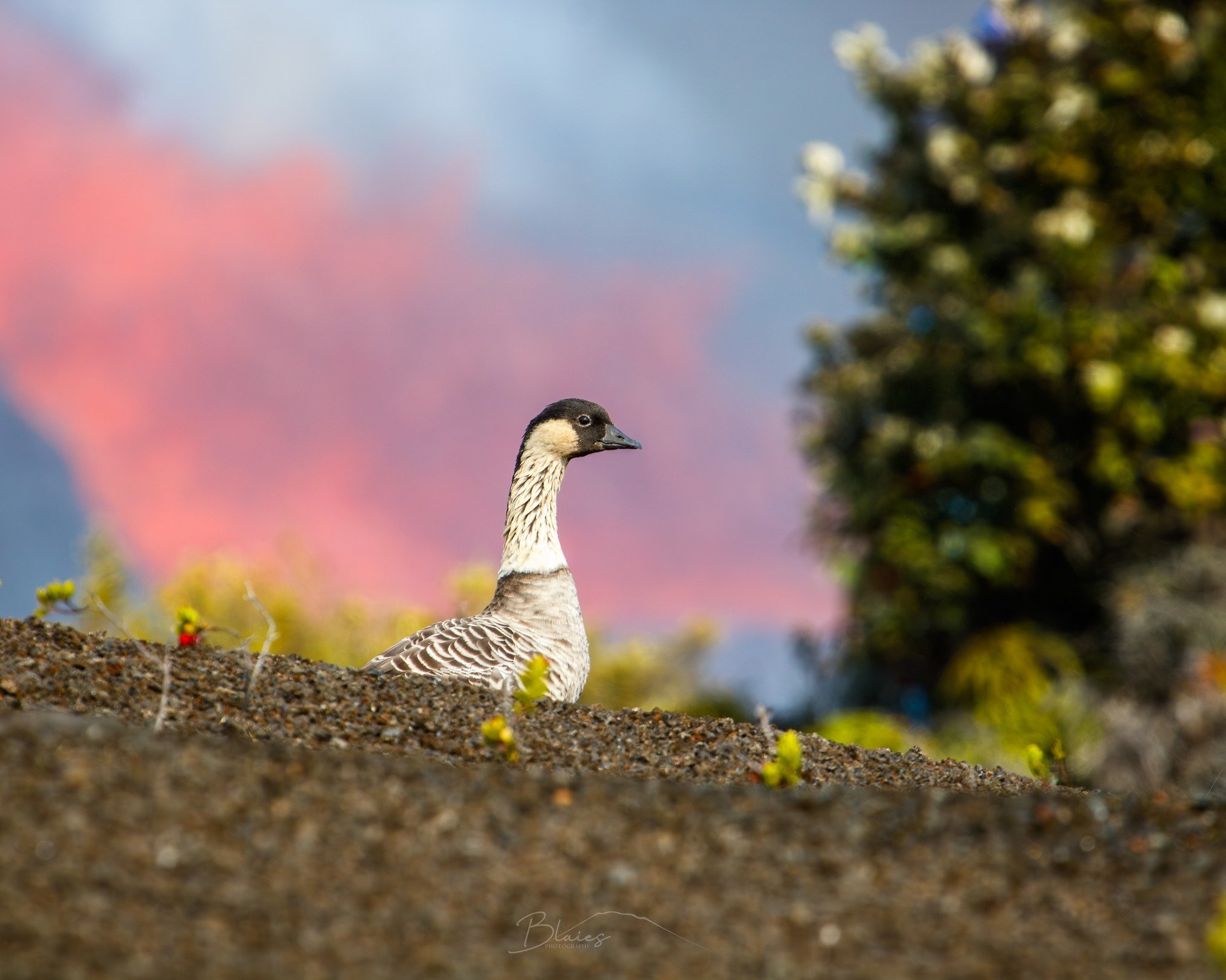 Close-up of a goose's head and neck on earthy ground with small plants and blurred background of sky and trees.
