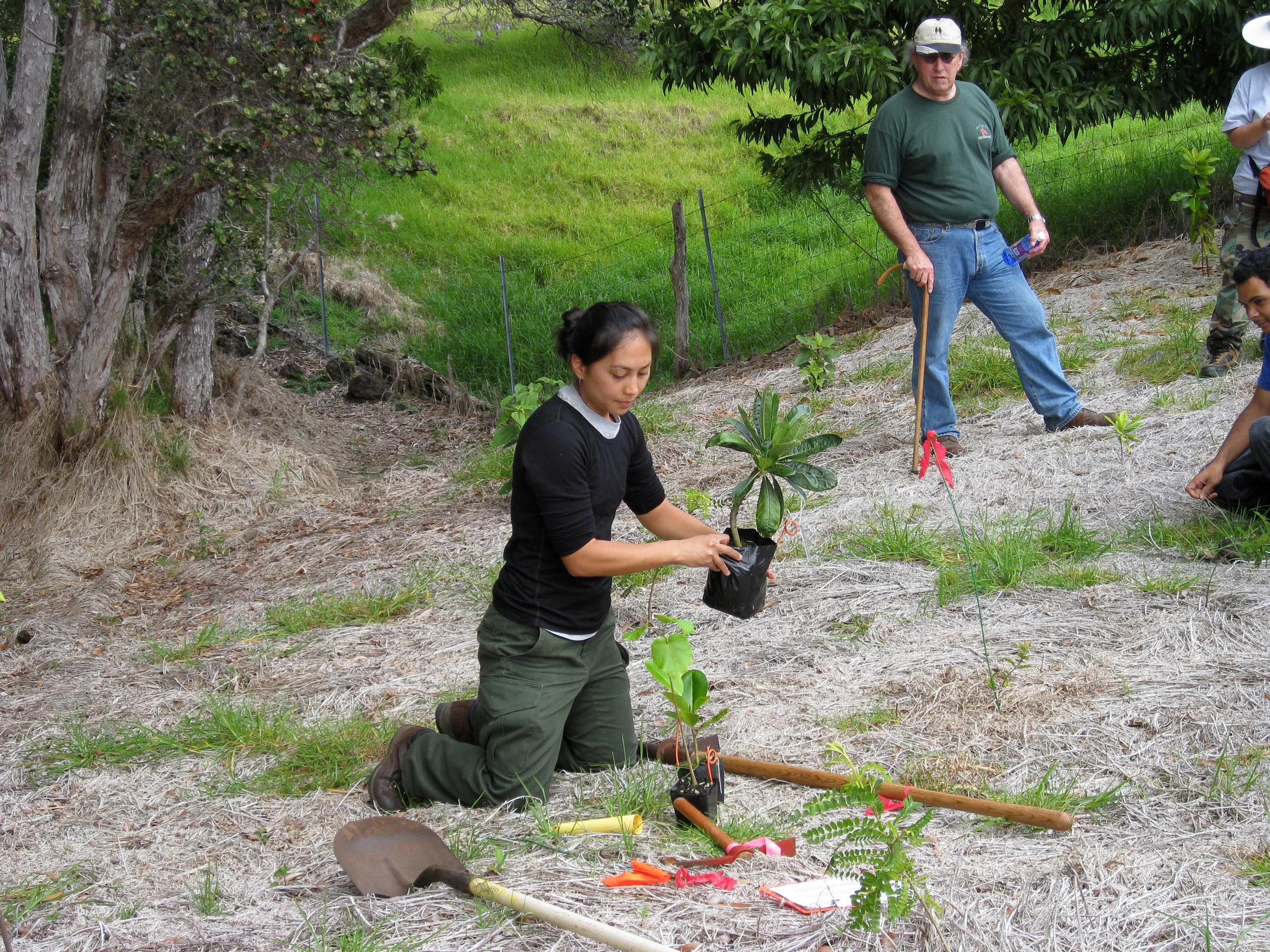 Forest Restoration