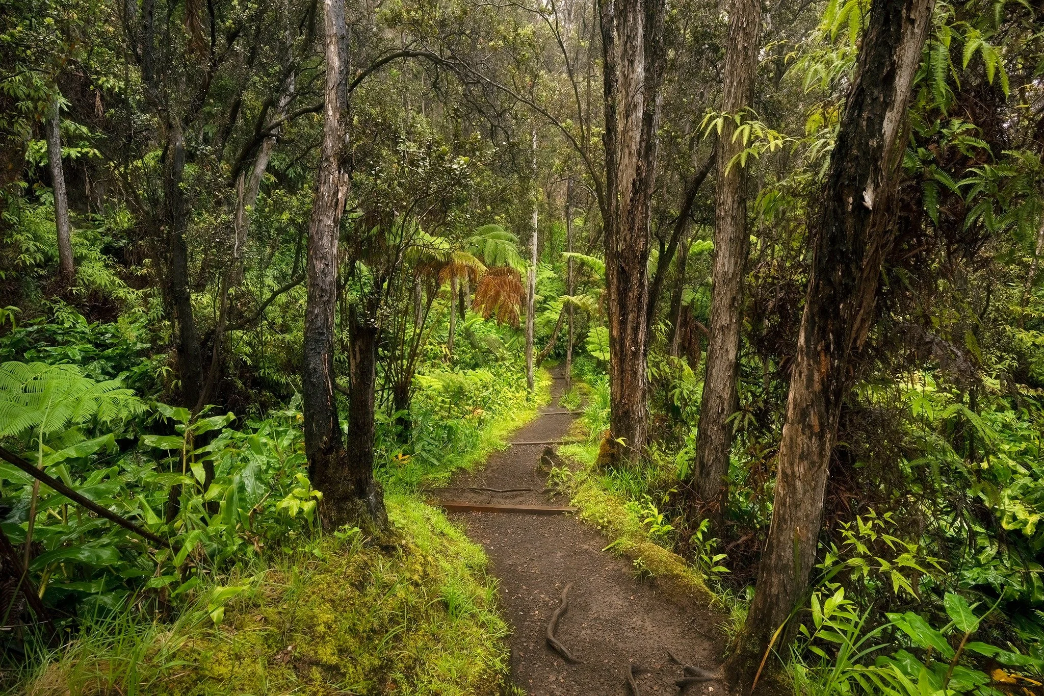 A narrow dirt trail crossing a dense green forest with tall trees and lush vegetation.