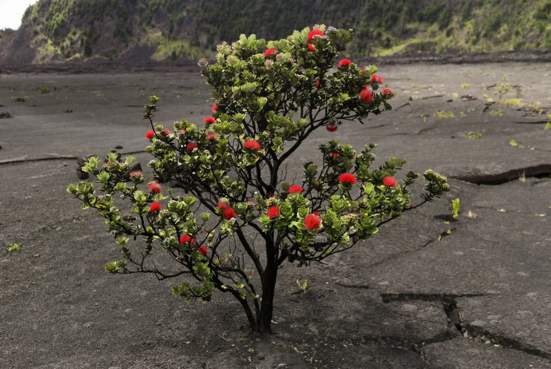 A small bush with bright red and white flowers growing in dark, volcanic, barren land with mountains in the background.