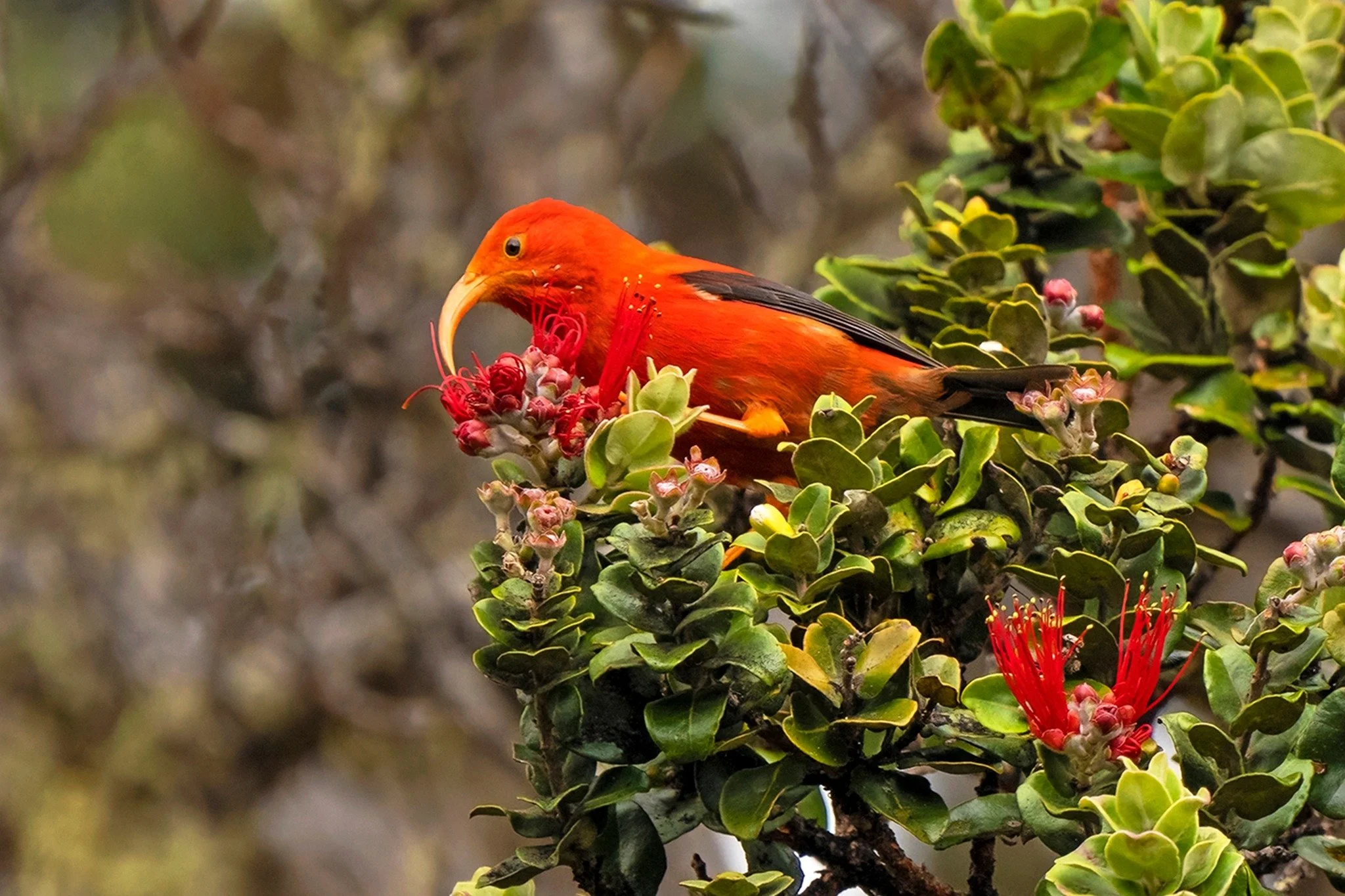 A vibrant orange bird, likely a male Northern Cardinal, perched on a green shrub with red and pink flowers, against a blurred natural background.
