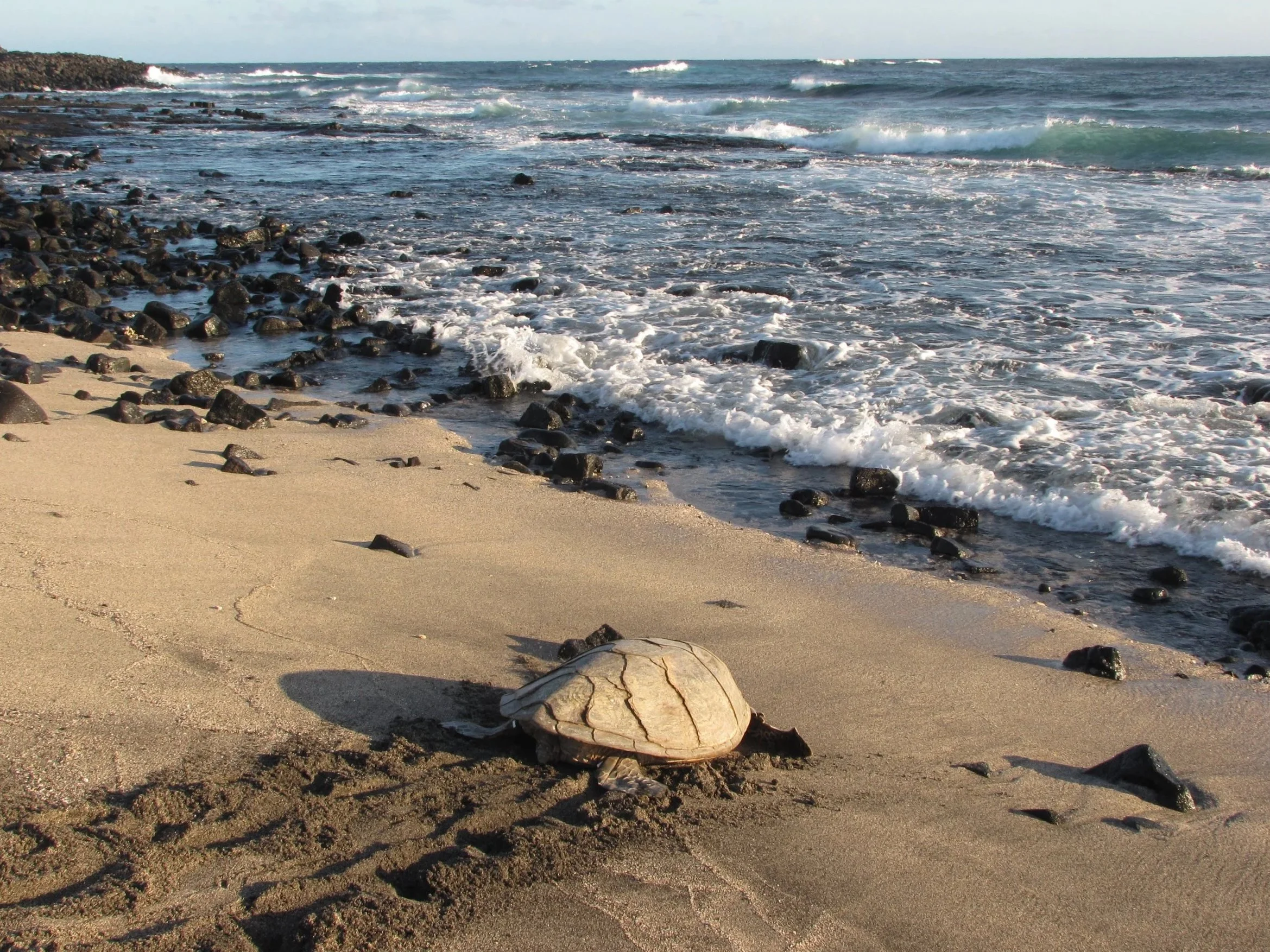 A sandy beach with scattered rocks and a large cracked shell in the foreground, ocean waves crashing on the shoreline, and rocks extending into the water with a cloudy sky overhead.