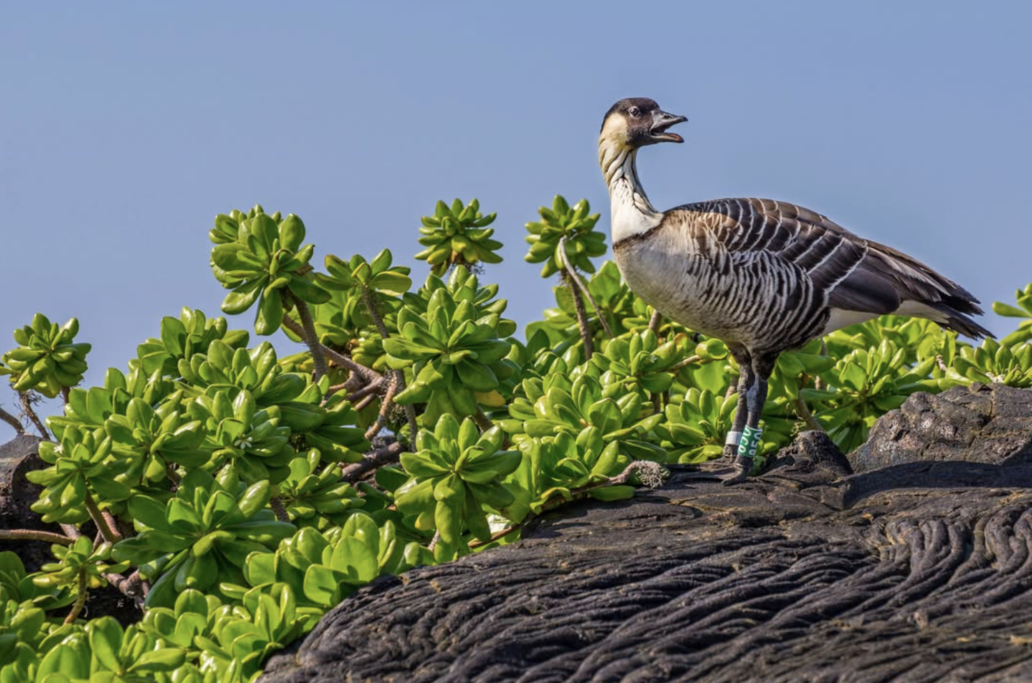 Protecting Endangered Species